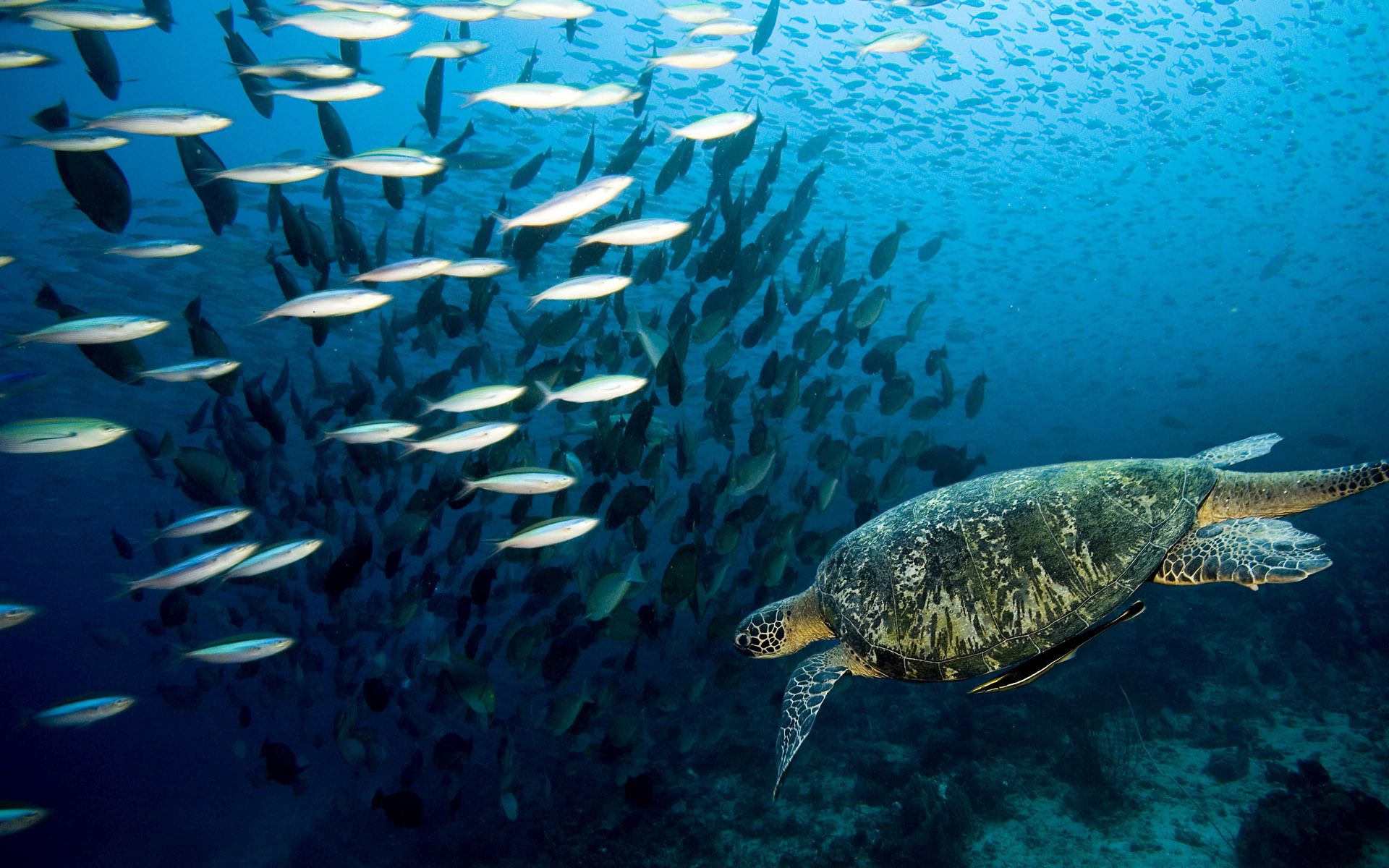 138955 télécharger le fond d'écran tortue, animaux, mer, poissons, océan, monde sous marin, nager - économiseurs d'écran et images gratuitement