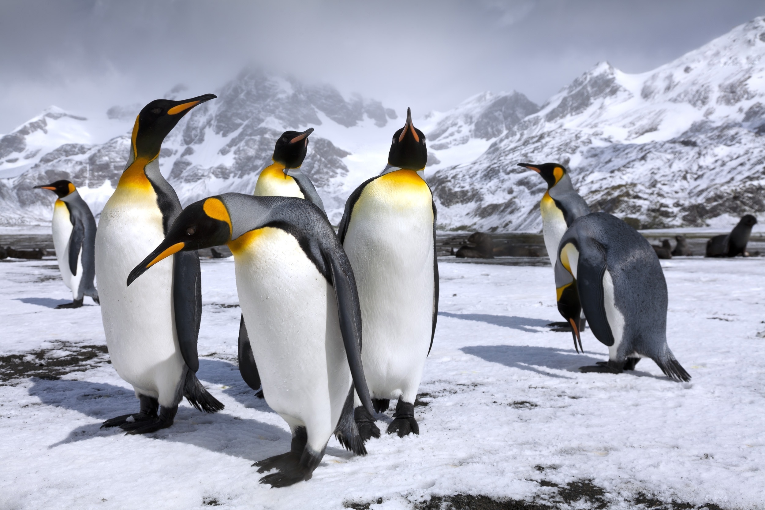 425229壁紙のダウンロード動物, ペンギン, キングペンギン, 山, 雪, 鳥-スクリーンセーバーと写真を無料で