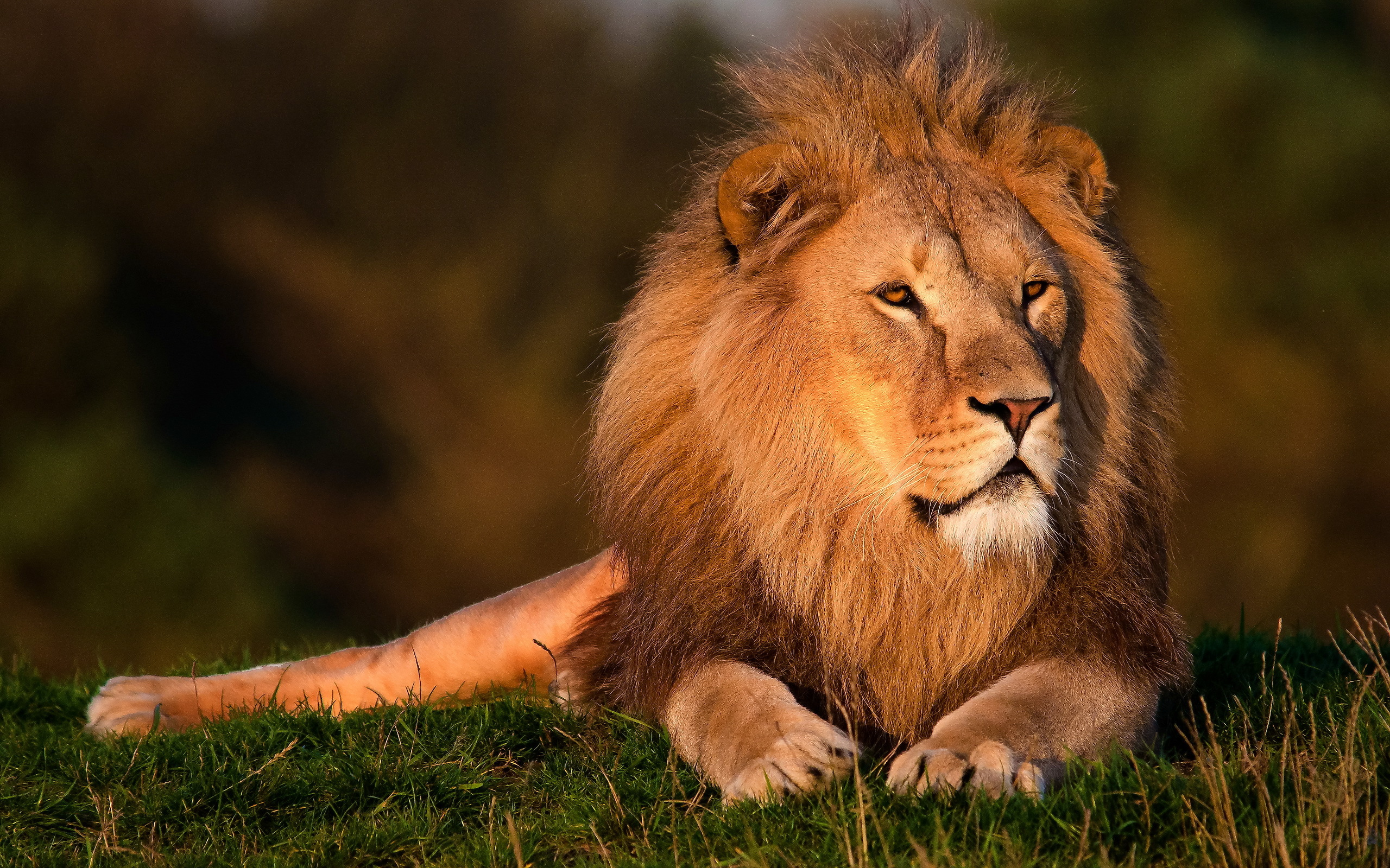 фото льва мелихова