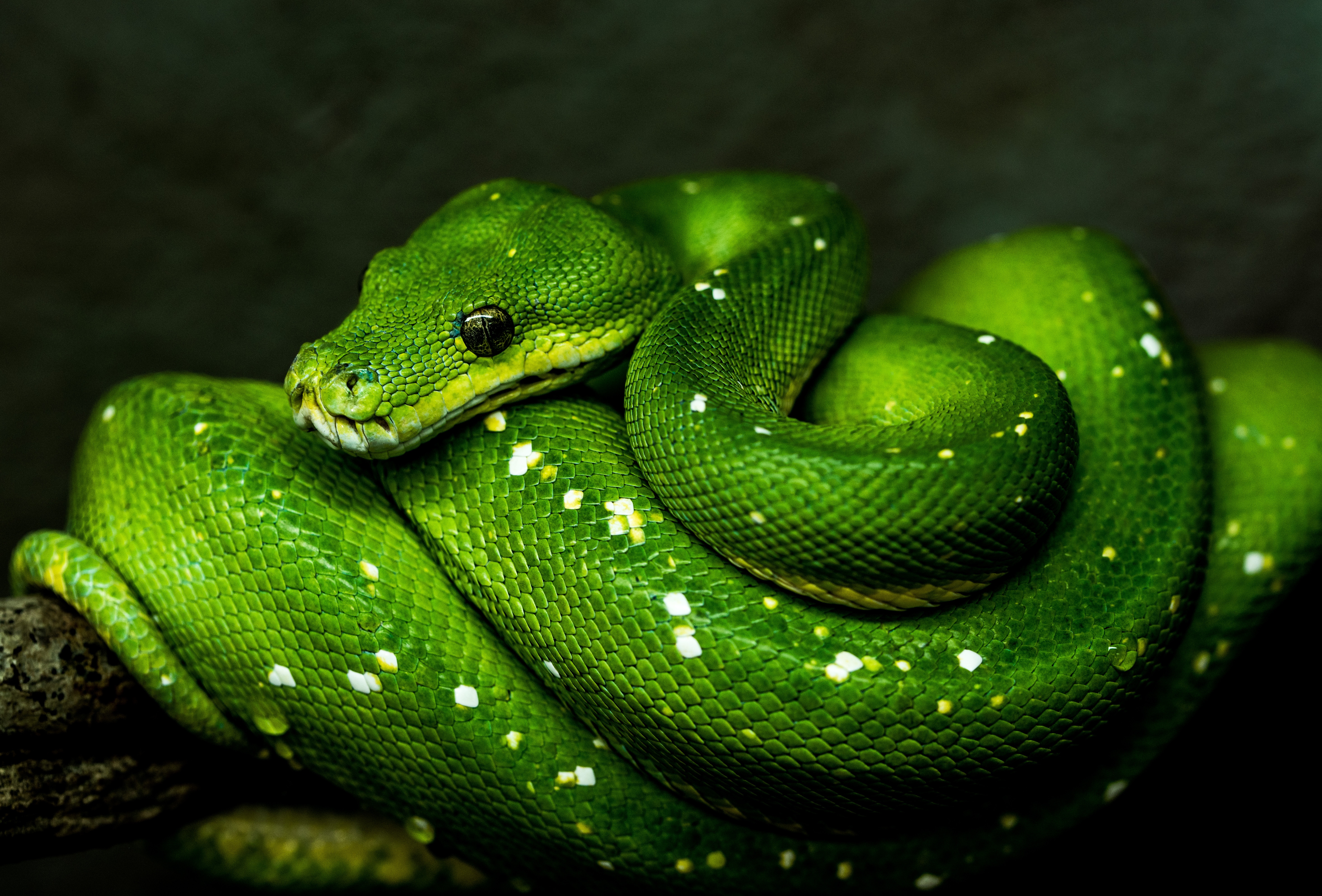 132497 скачать обои зеленый, дикая природа, животные, змея, пресмыкающееся - заставки и картинки бесплатно