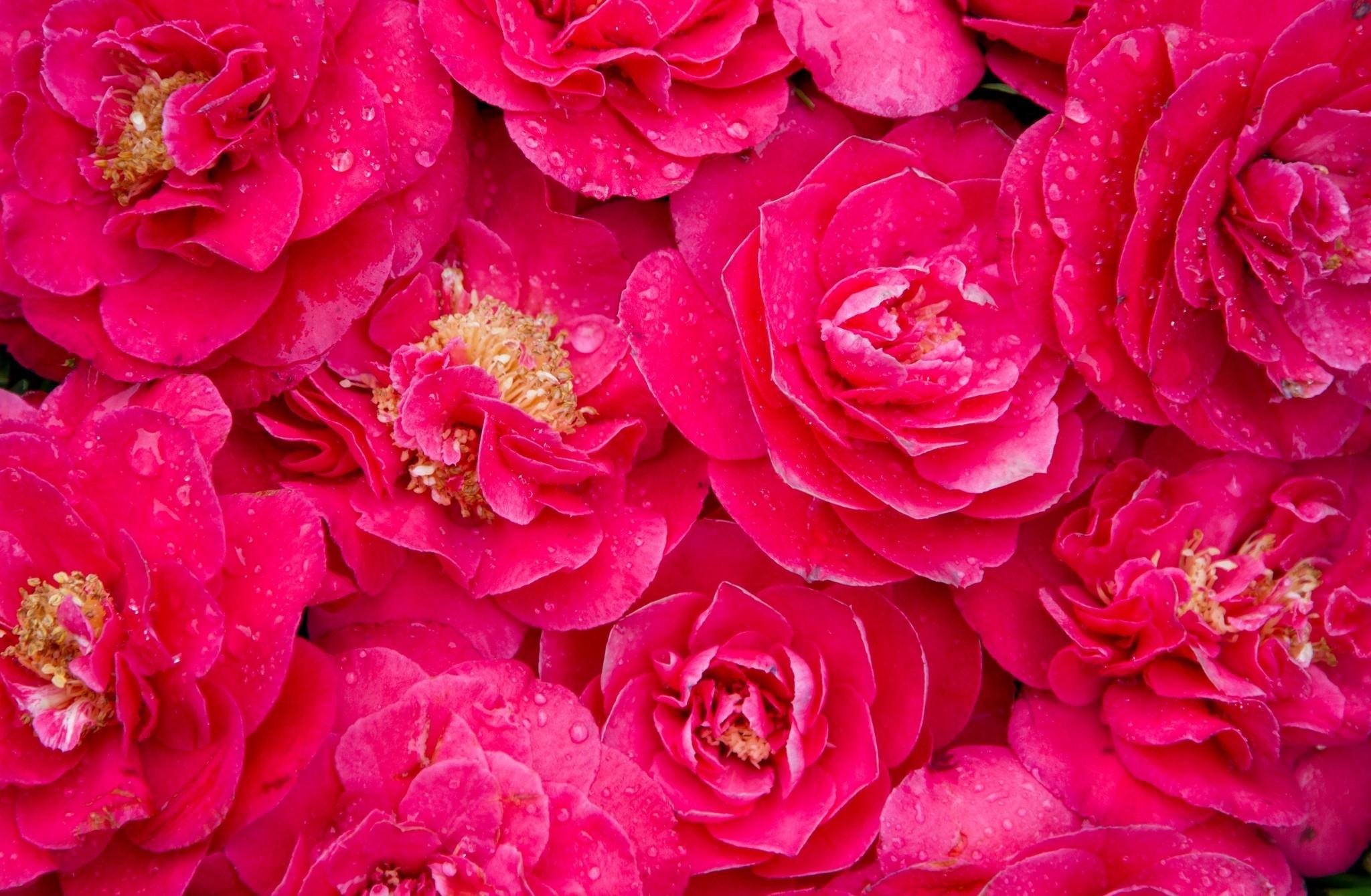 Download mobile wallpaper Camellia, Freshness, Drops, Lot, Flowers, Pink for free.