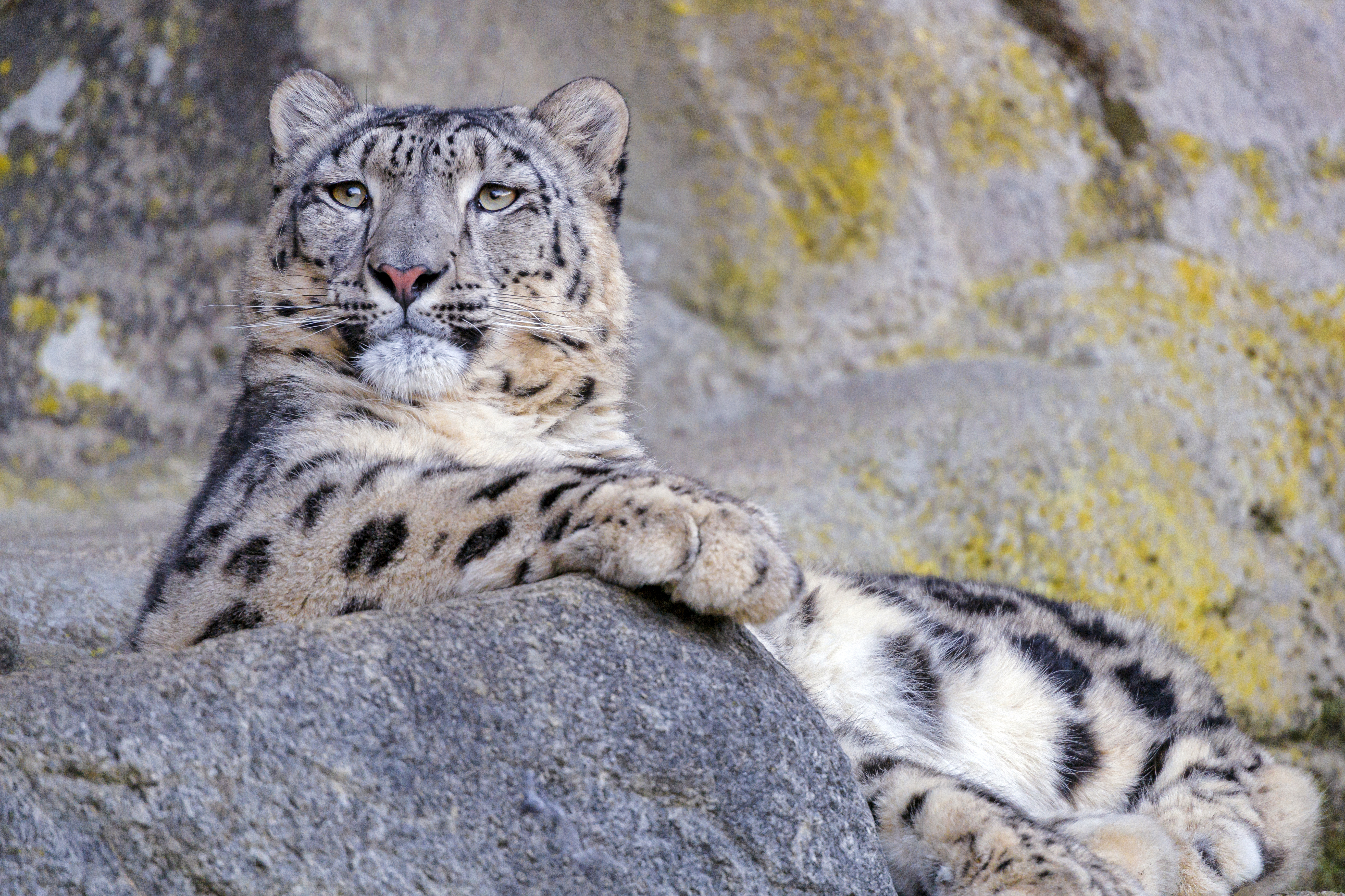Download mobile wallpaper Wild, Animals, Grey, Big Cat, Animal, Snow Leopard for free.