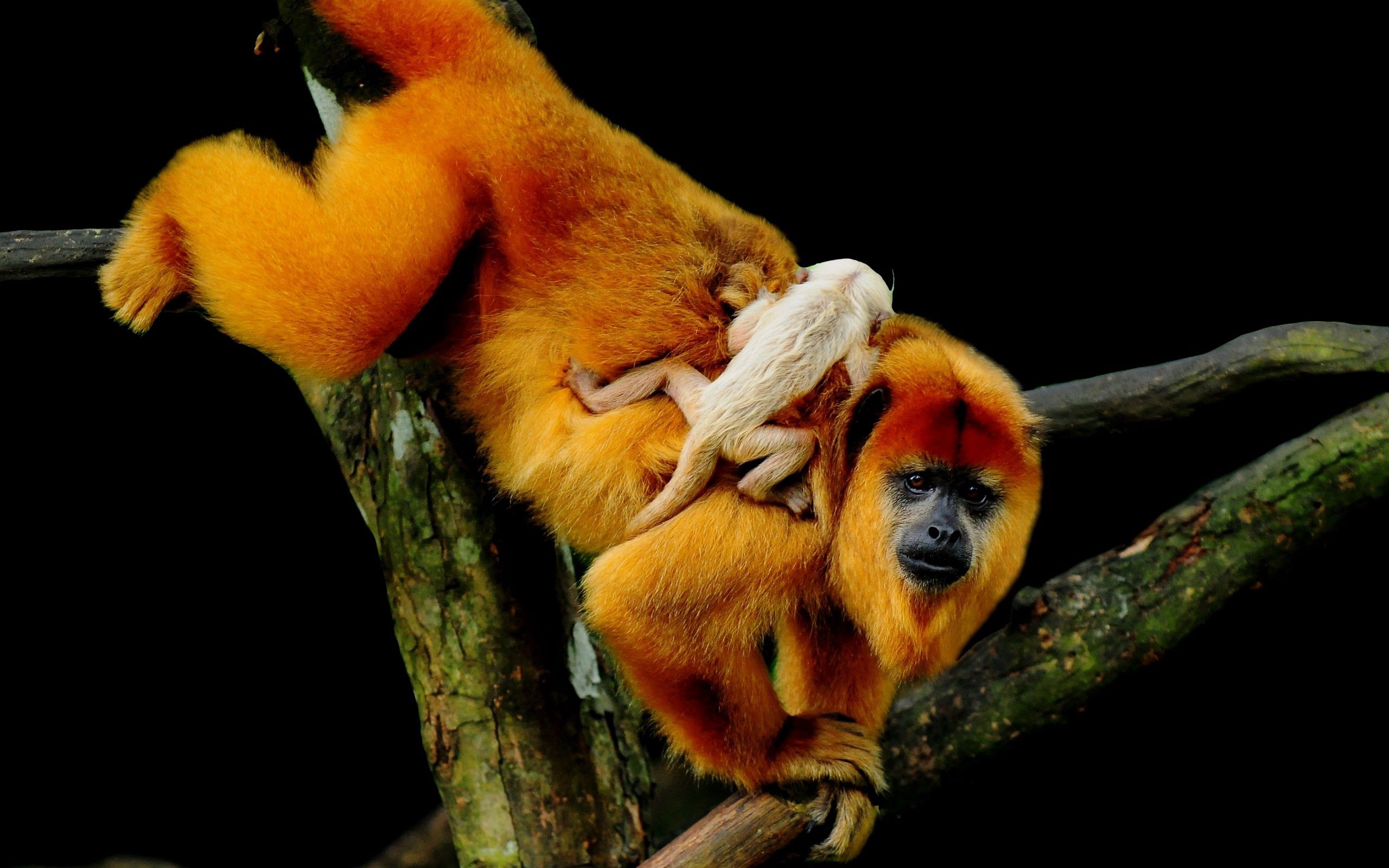Download mobile wallpaper Wood, Young, Joey, Tree, Climb, Animals, Monkeys for free.