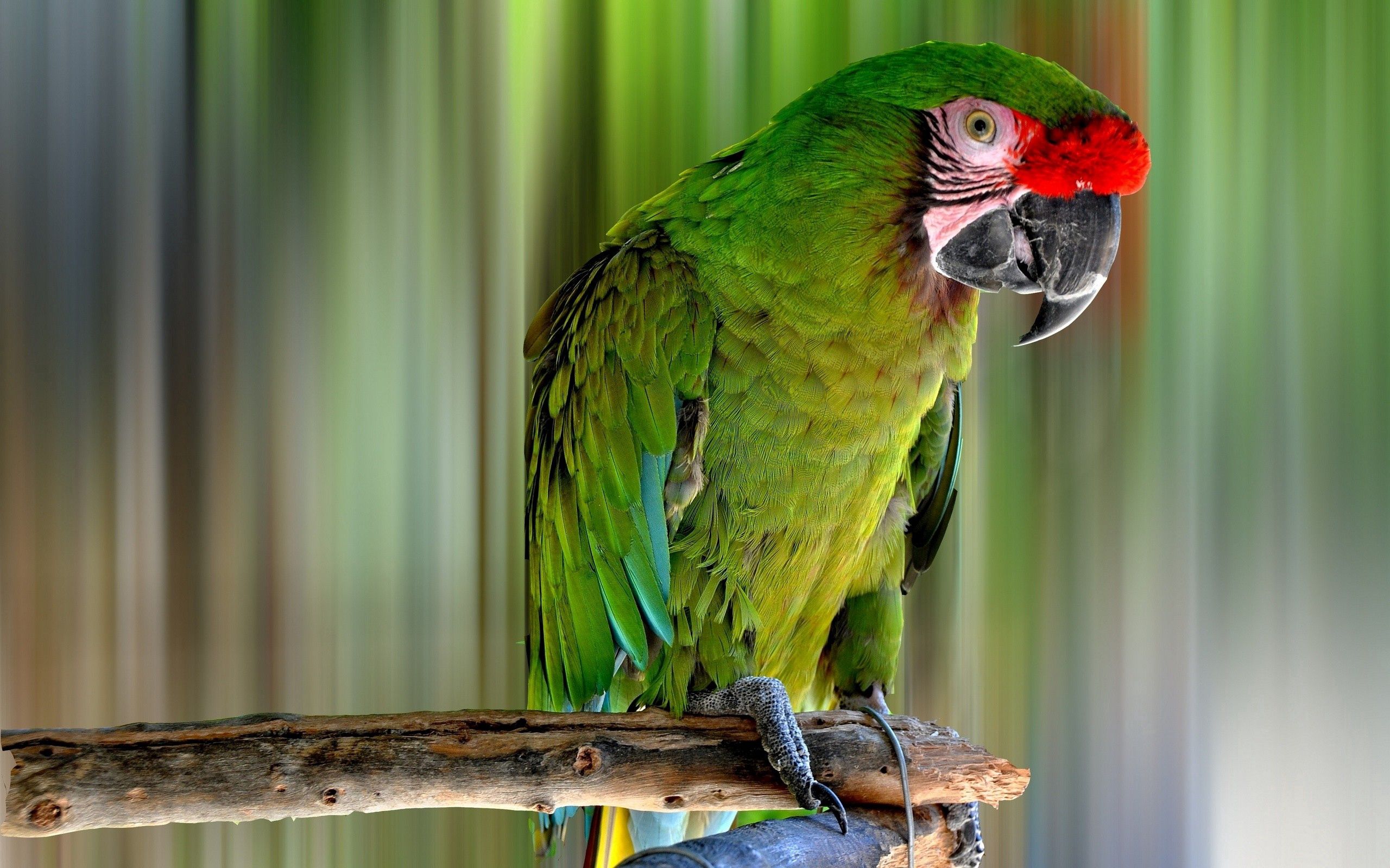 bird, parrots, animals, color