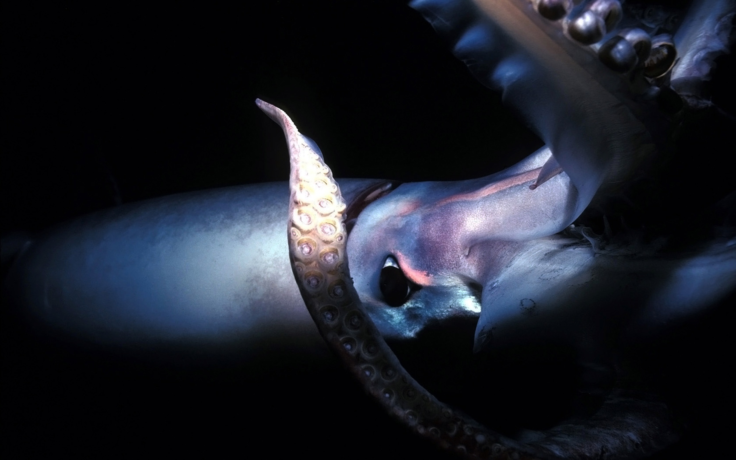 Full HD Wallpaper animal, octopus