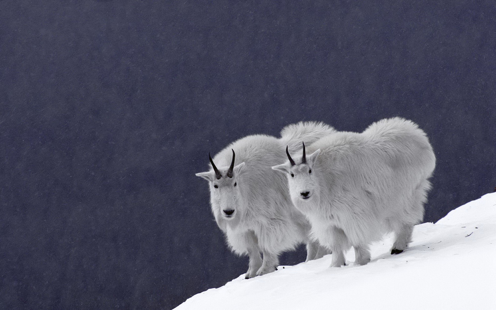 animal, mountain goat