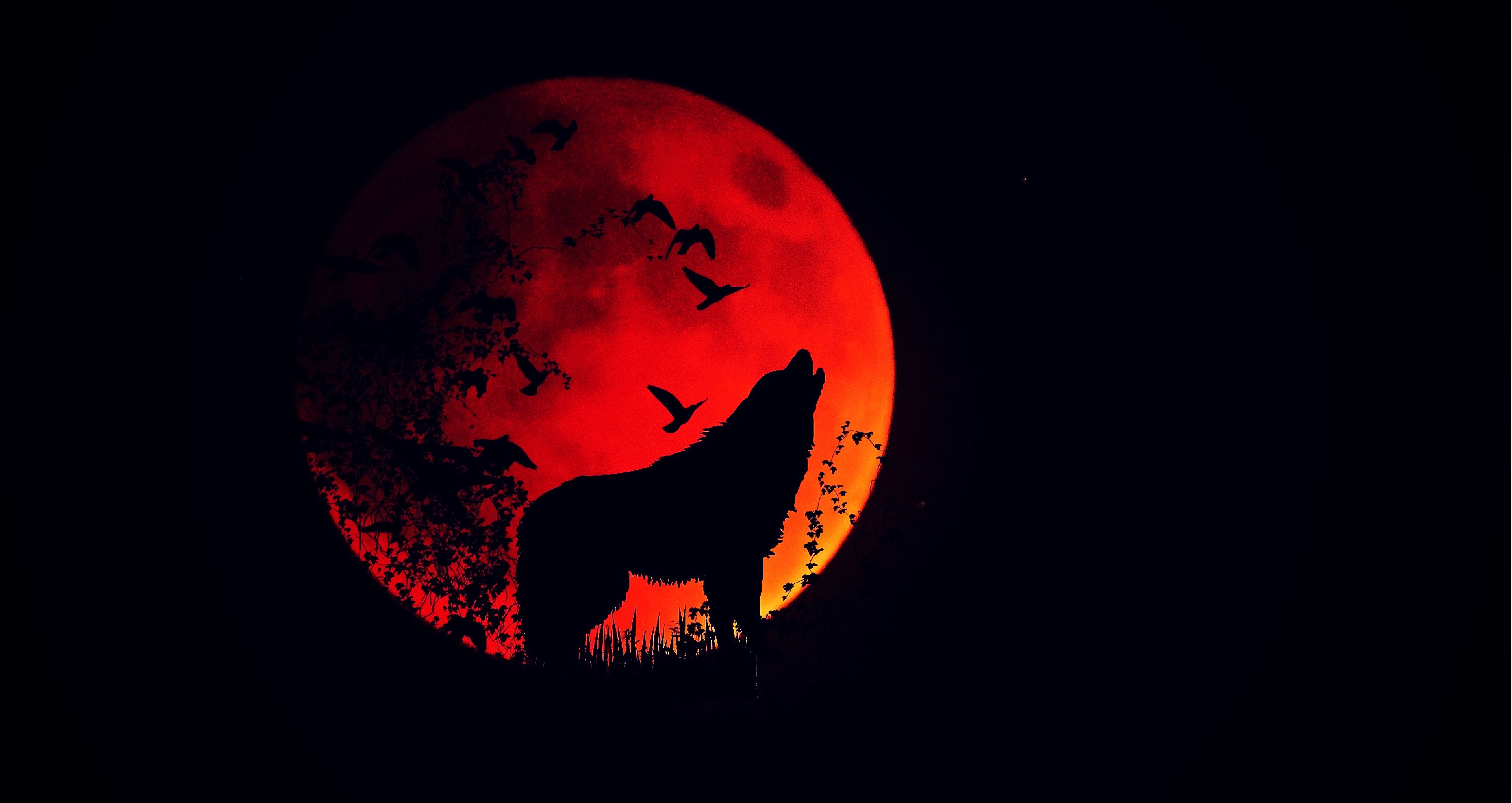wolf, moon of fire, full moon, dark, silhouette, howl, fiery moon Aesthetic wallpaper