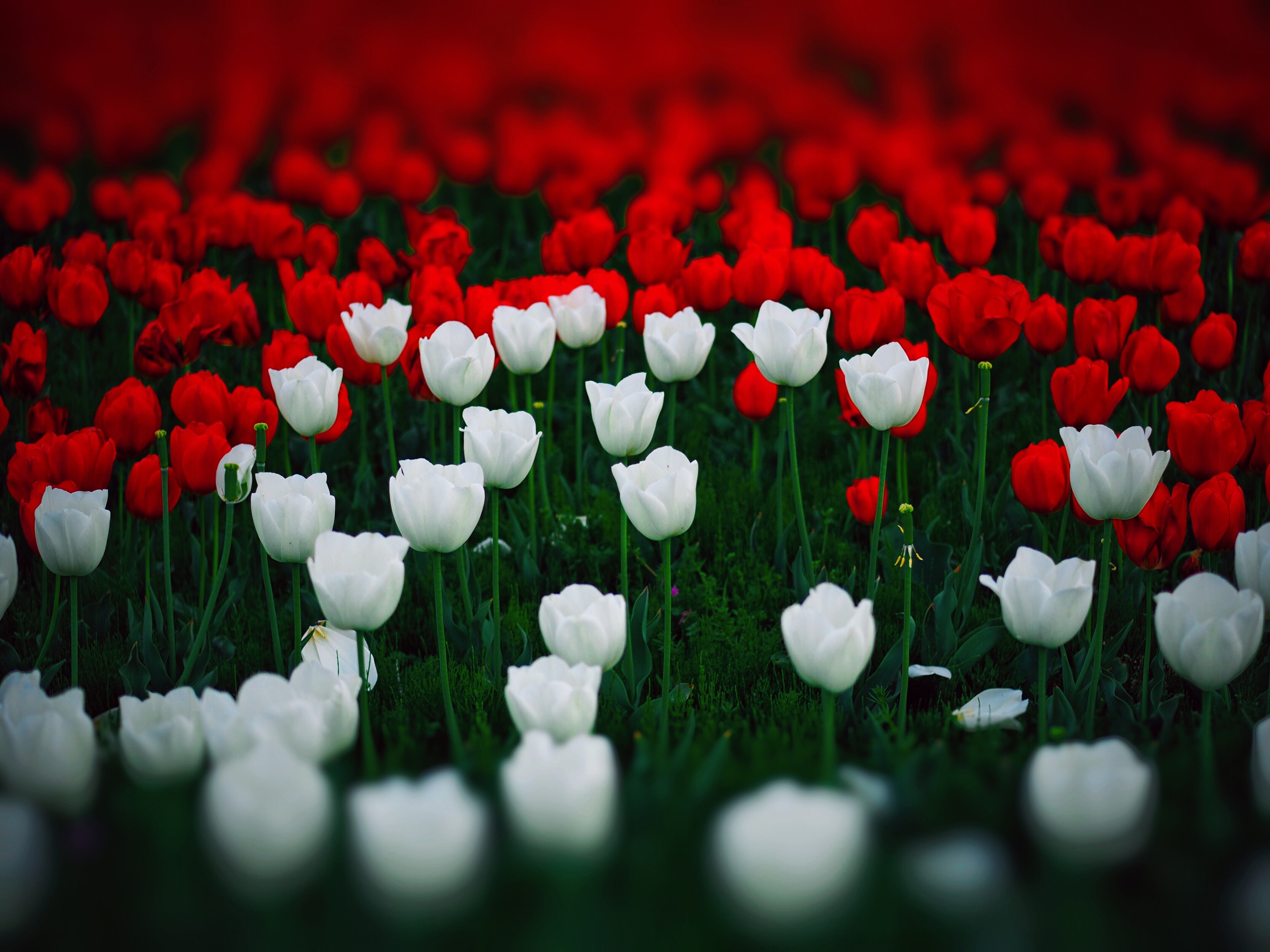 Красный тюльпан среди белых
