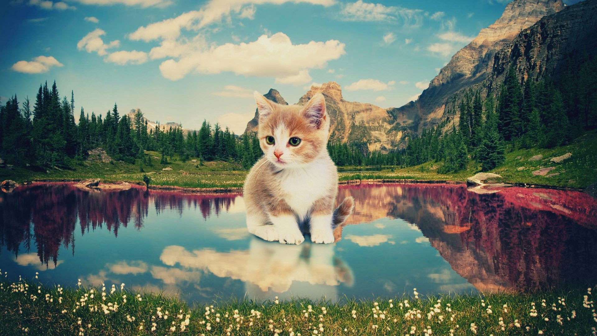 Mobile wallpaper kitten, nature, kitty, art, lake, photoshop
