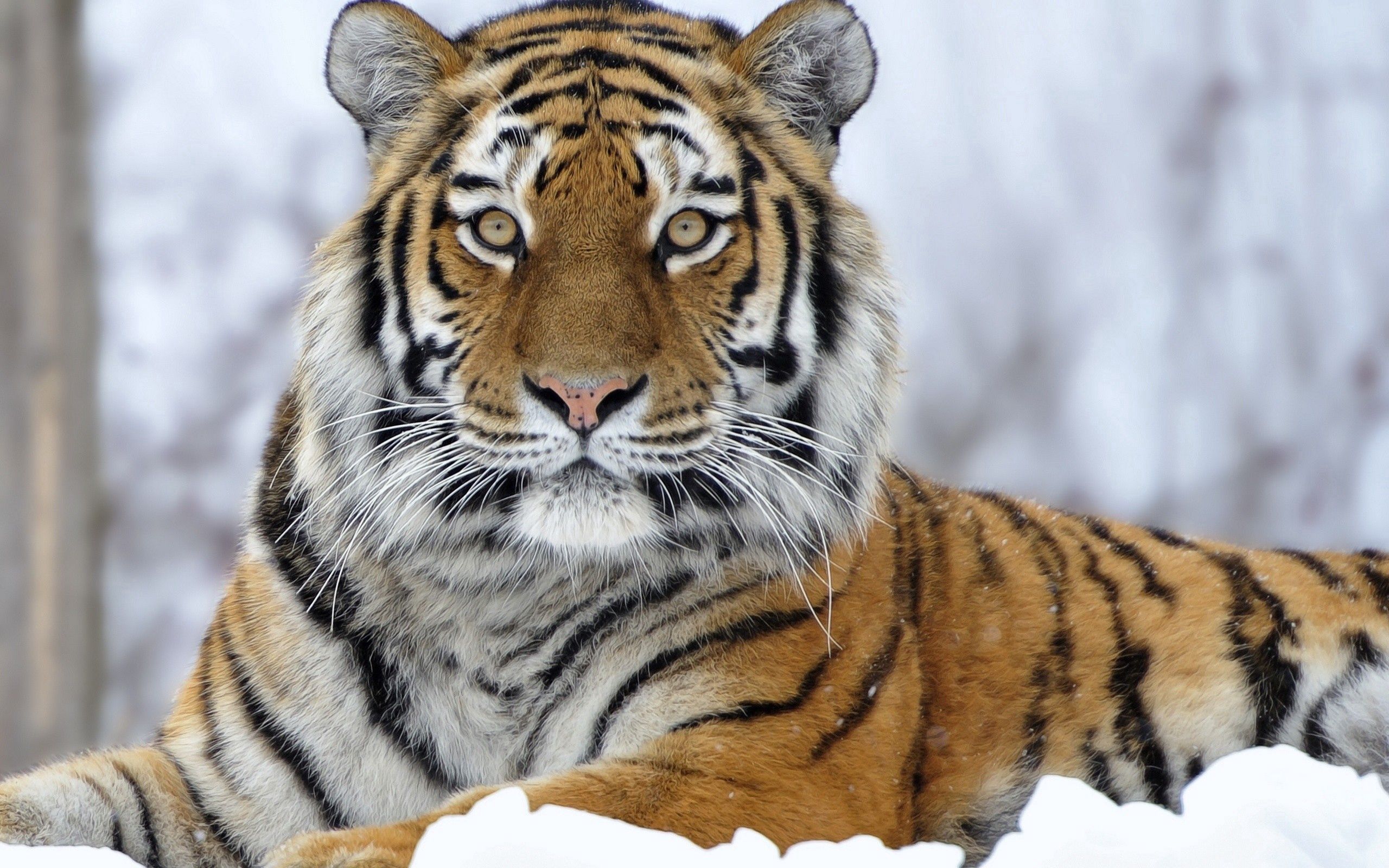 animals, snow, muzzle, sight, opinion, tiger Free Background
