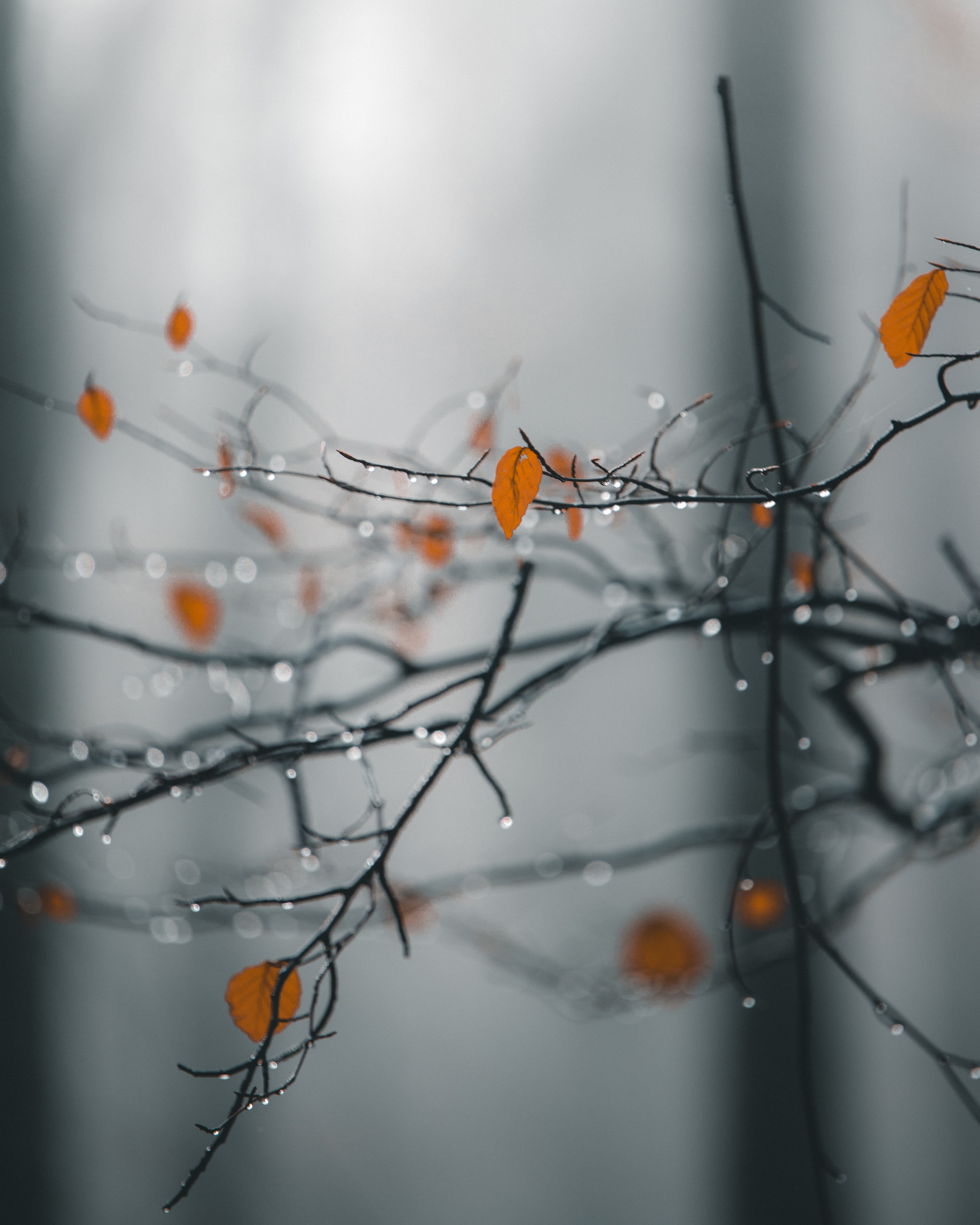 rain, macro, leaves, drops, wet, branches High Definition image