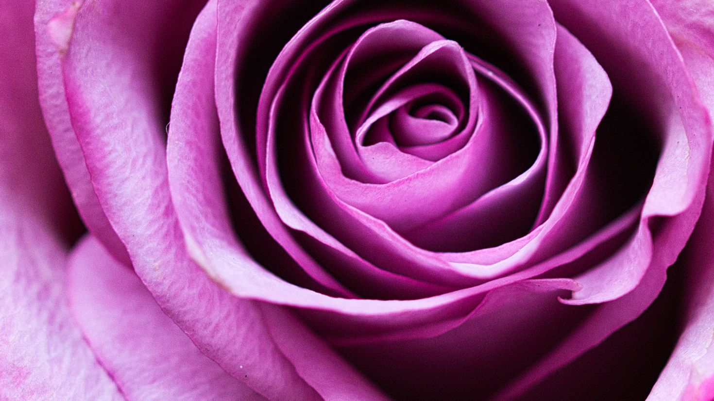 Лилово розовые цветы. Фиолетовые розы.