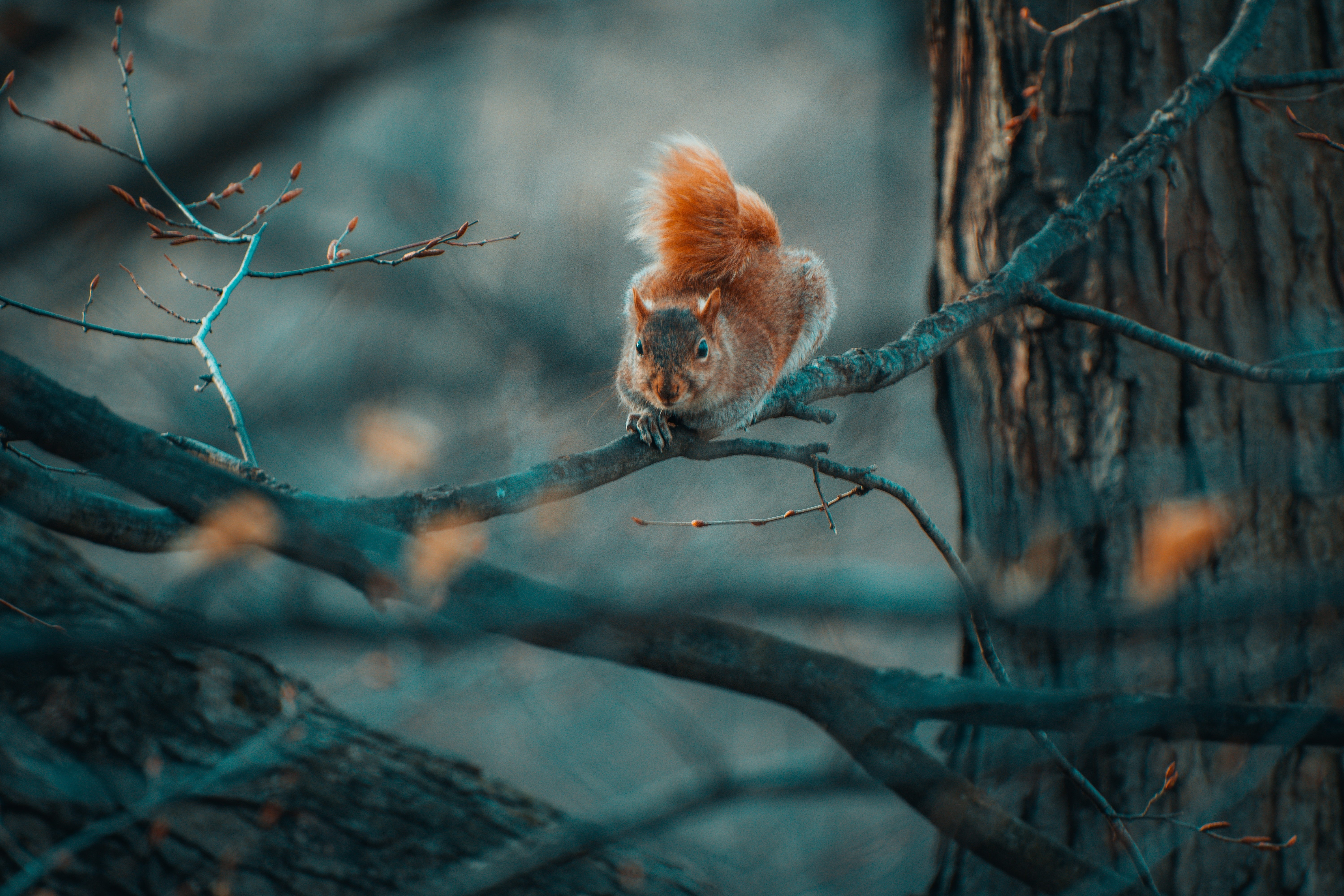 Download mobile wallpaper Branches, Animals, Squirrel, Wildlife, Funny for free.