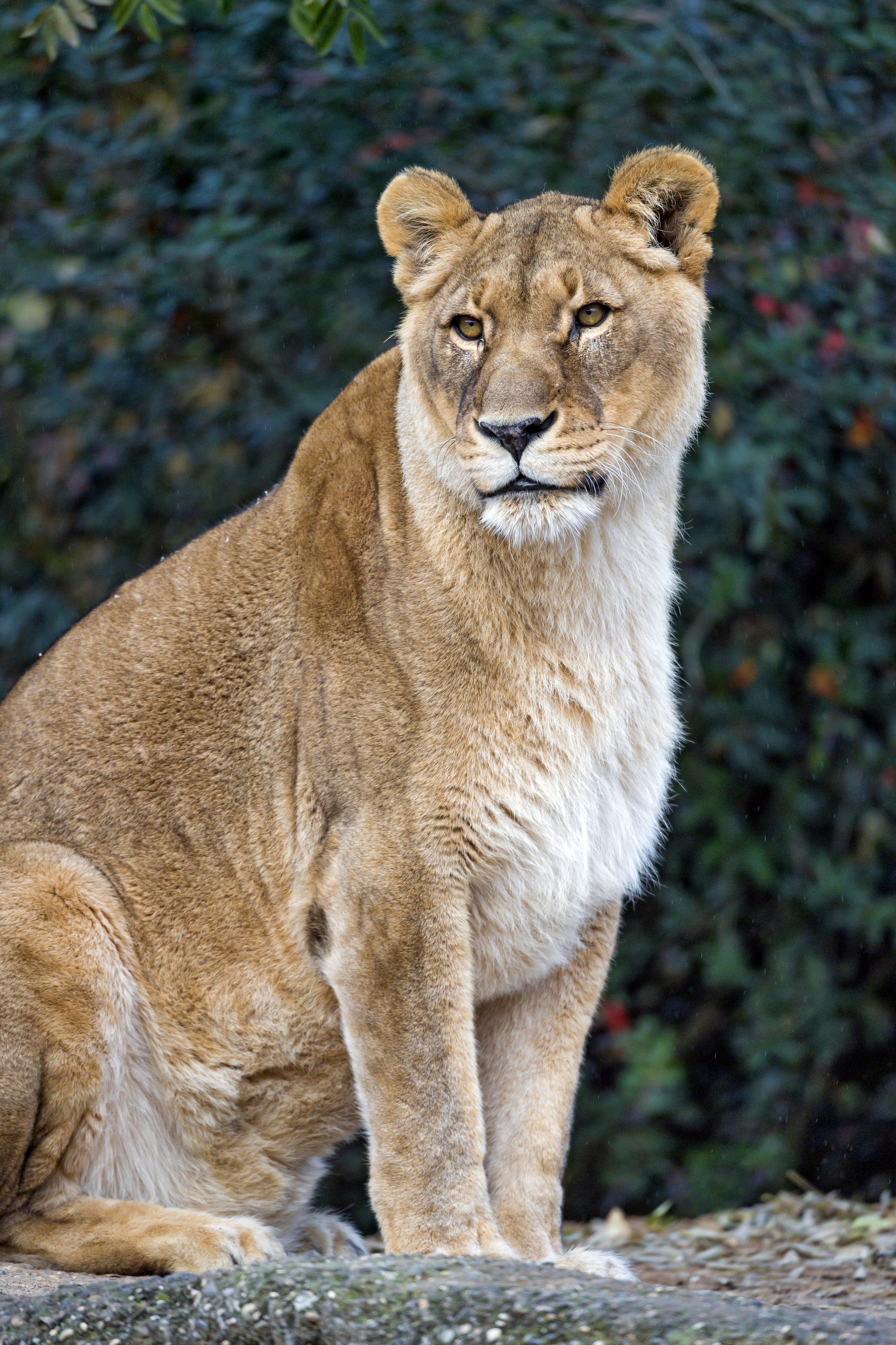 Download mobile wallpaper Sight, Opinion, Animals, Predator, Big Cat, Animal, Lioness for free.
