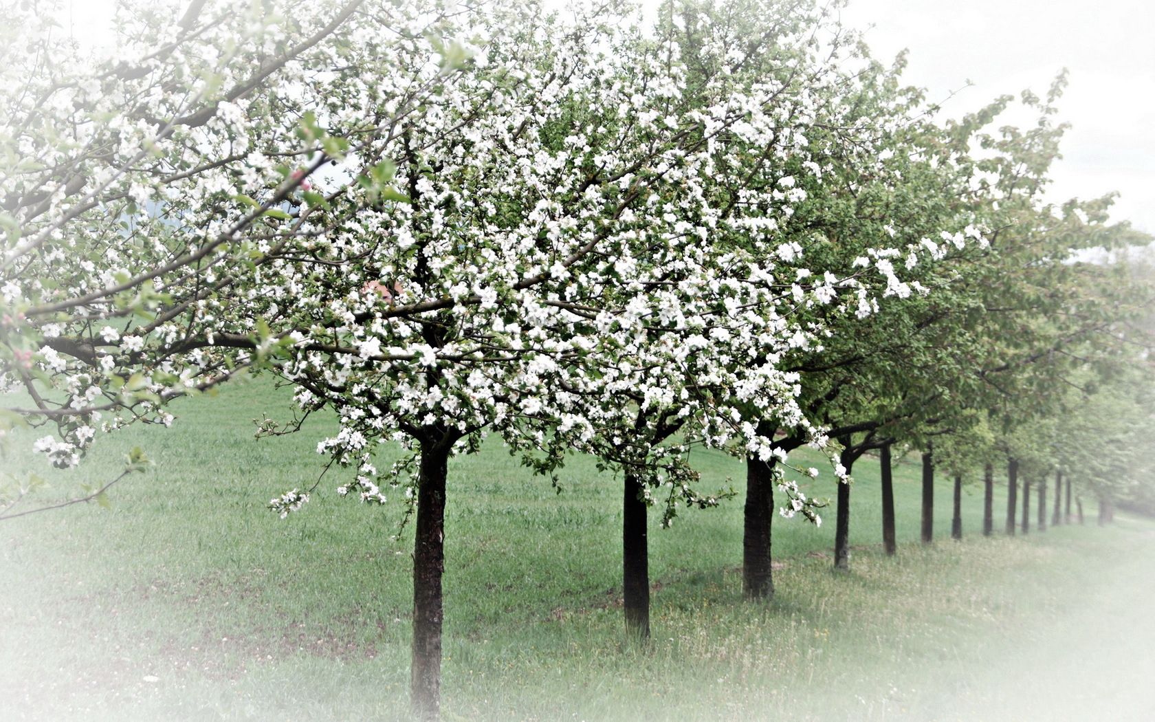 spring, nature, trees, bloom, flowering, garden, apple trees