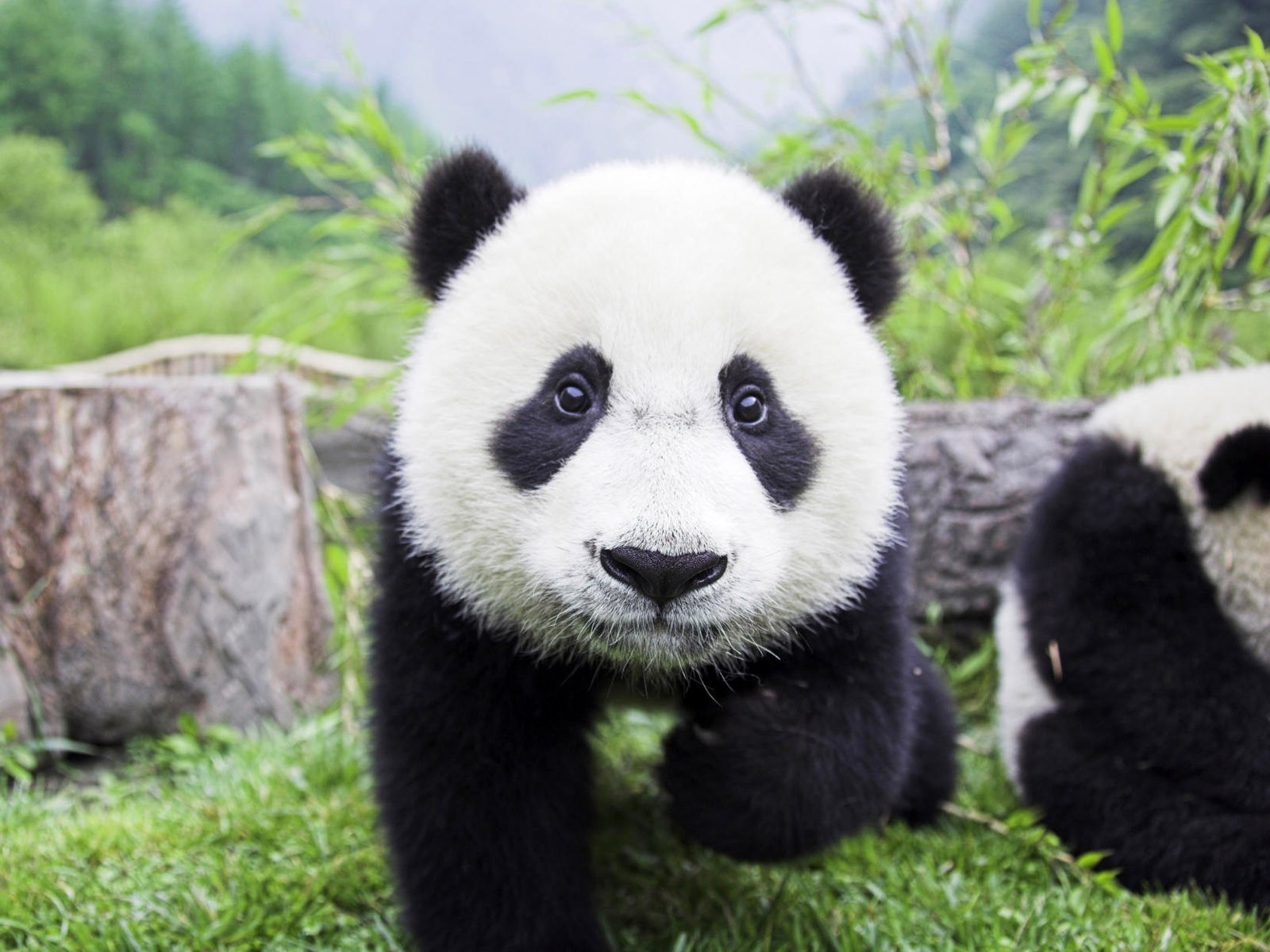 179490 免費下載壁紙 动物, 大熊猫 屏保和圖片