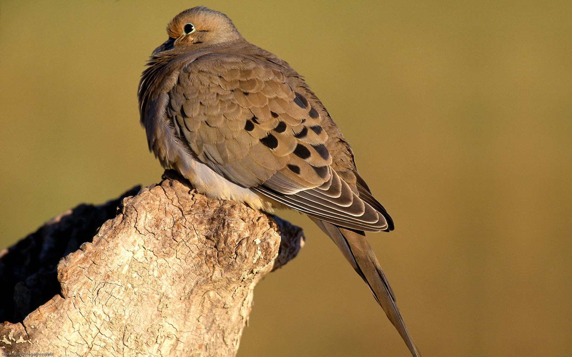 Download mobile wallpaper Turtle Dove, Mourning Dove, Dove, Bird, Birds, Animal for free.