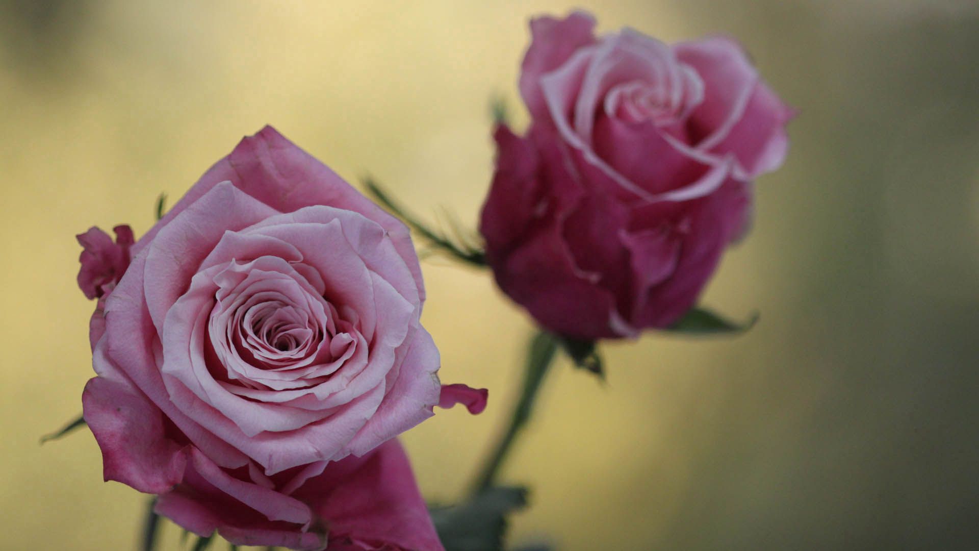 Téléchargez gratuitement l'image Planter, Une Rose, Pétales, Plante, Macro, Fleurs, Rose sur le bureau de votre PC