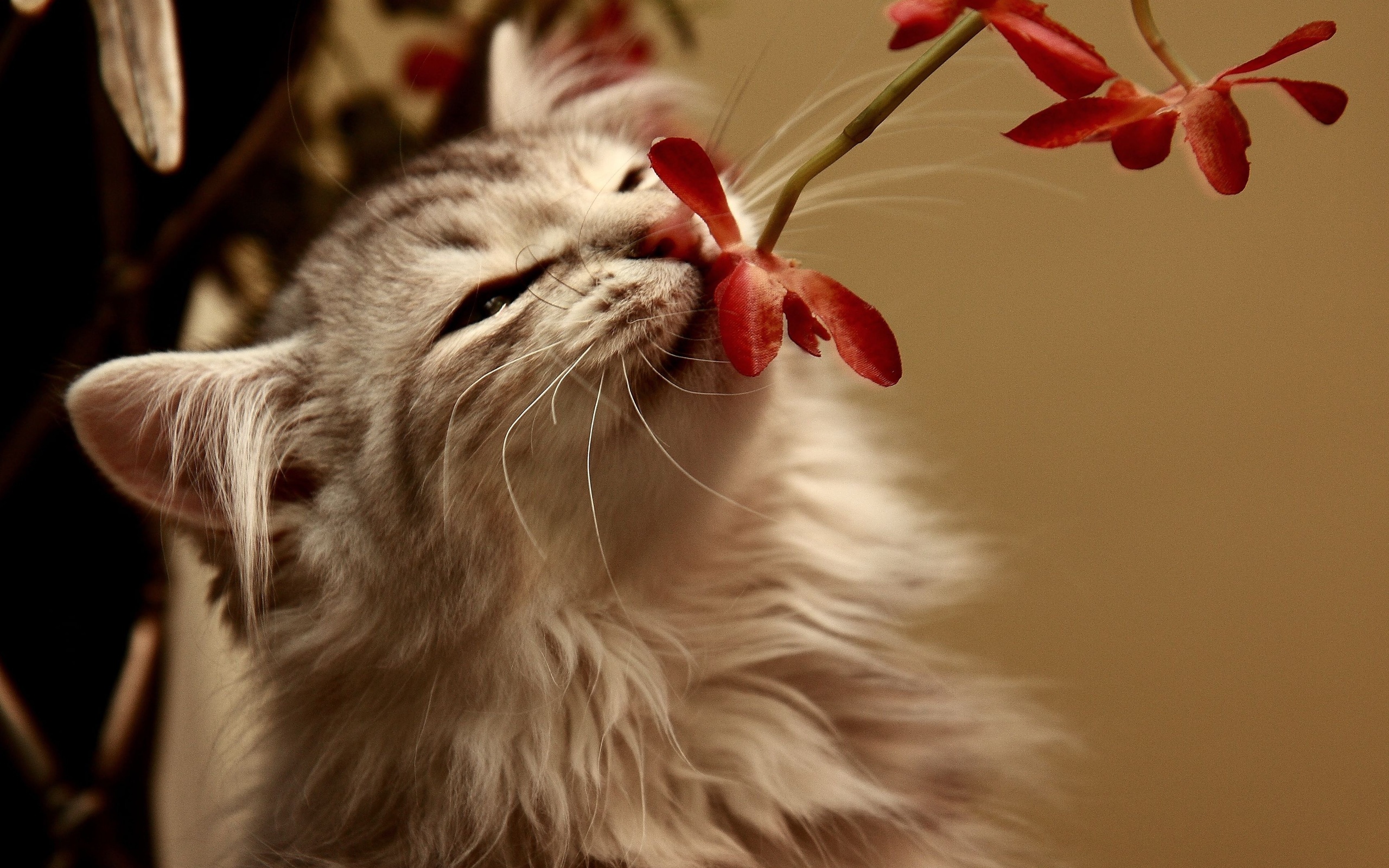 Кошка нюхает цветы