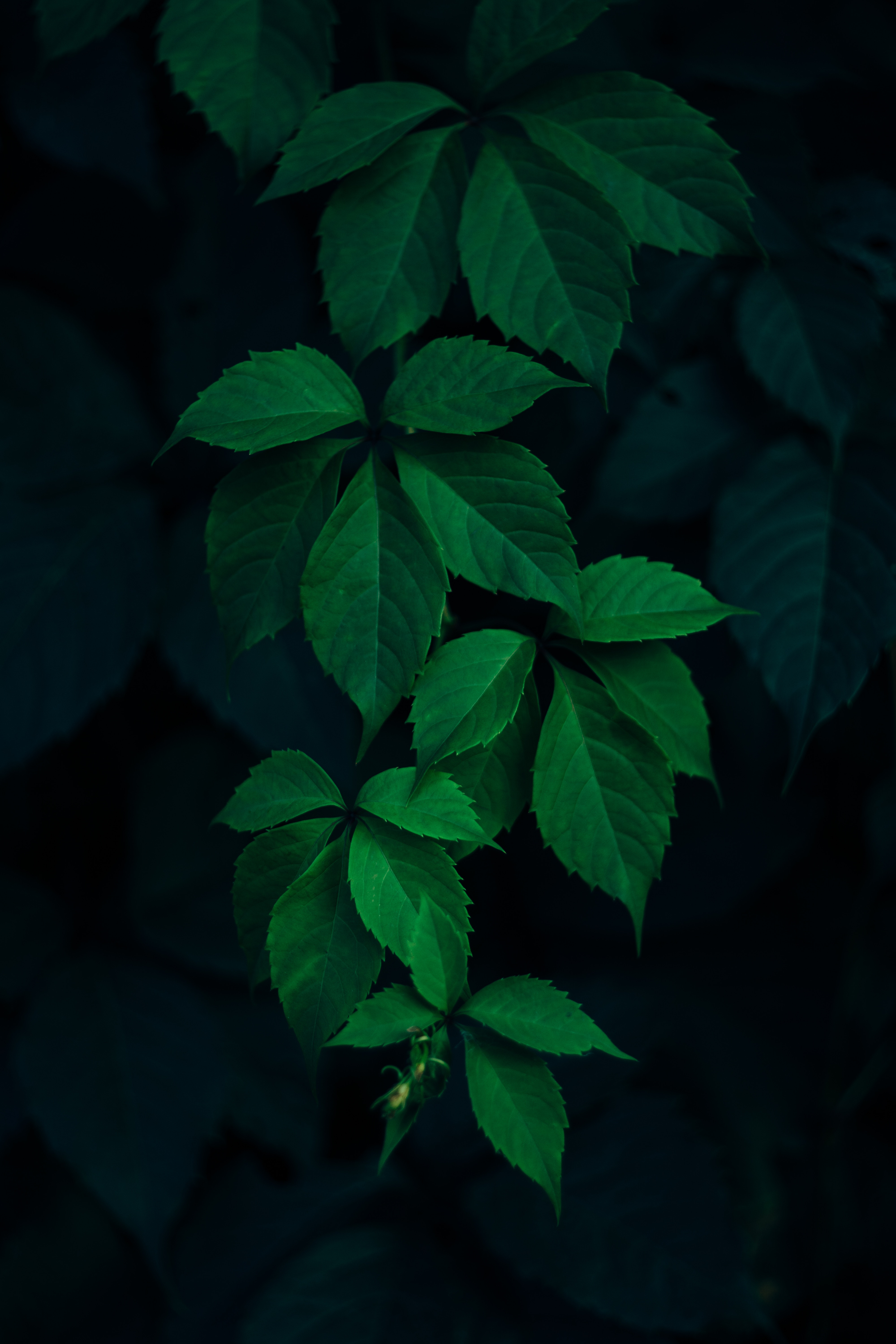 leaves, branches, green, dark background, nature cellphone
