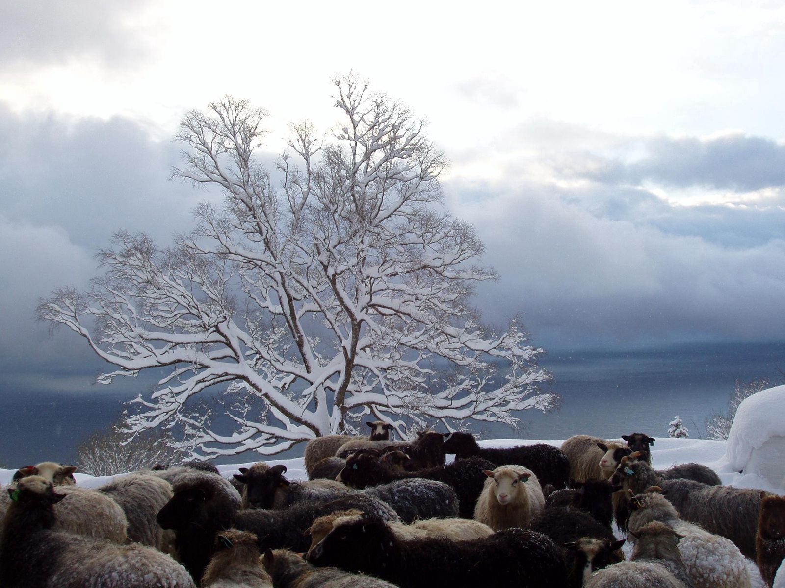 wallpapers winter, nature, wood, tree, herd, sheep, sheeps