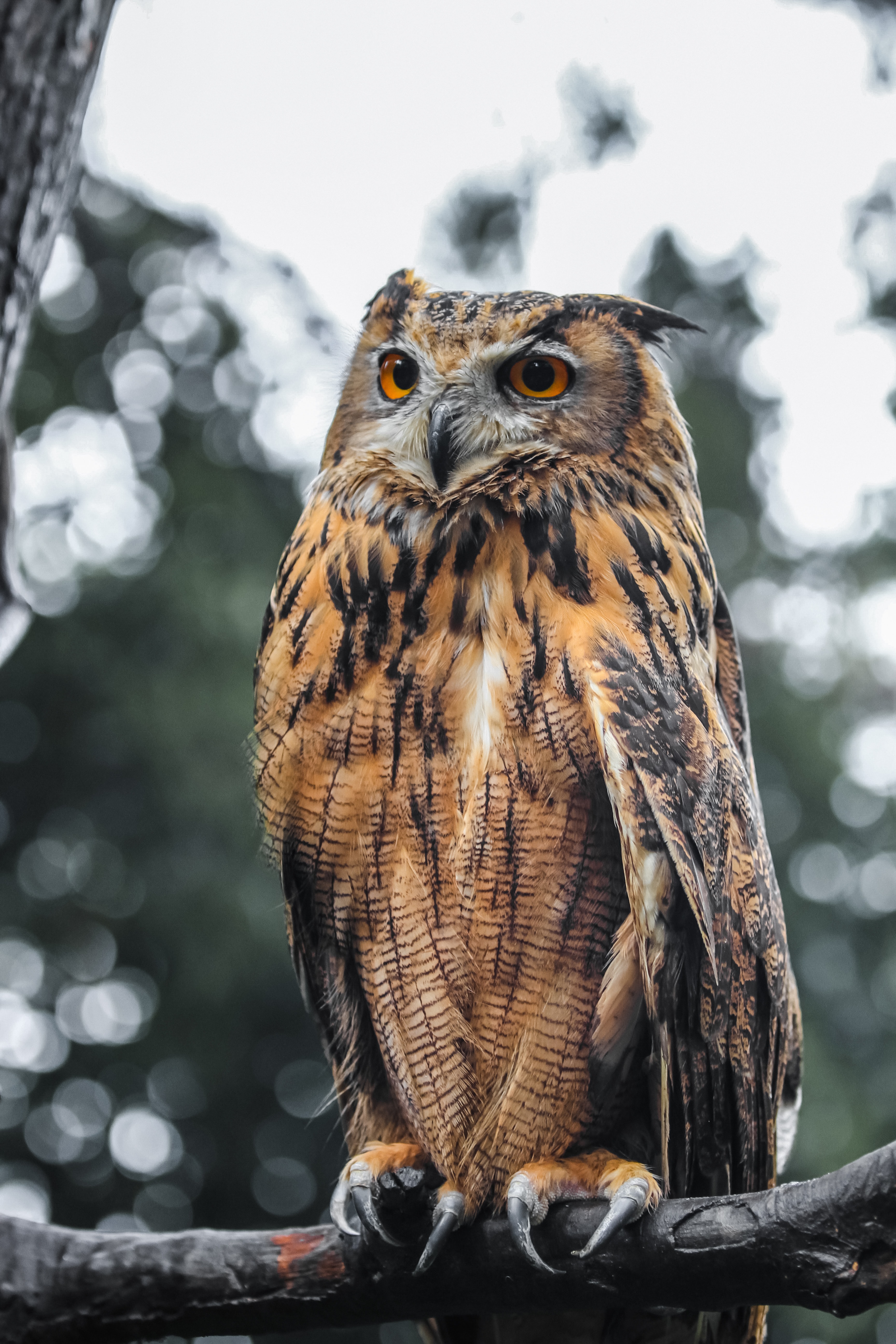 8k Owl Images