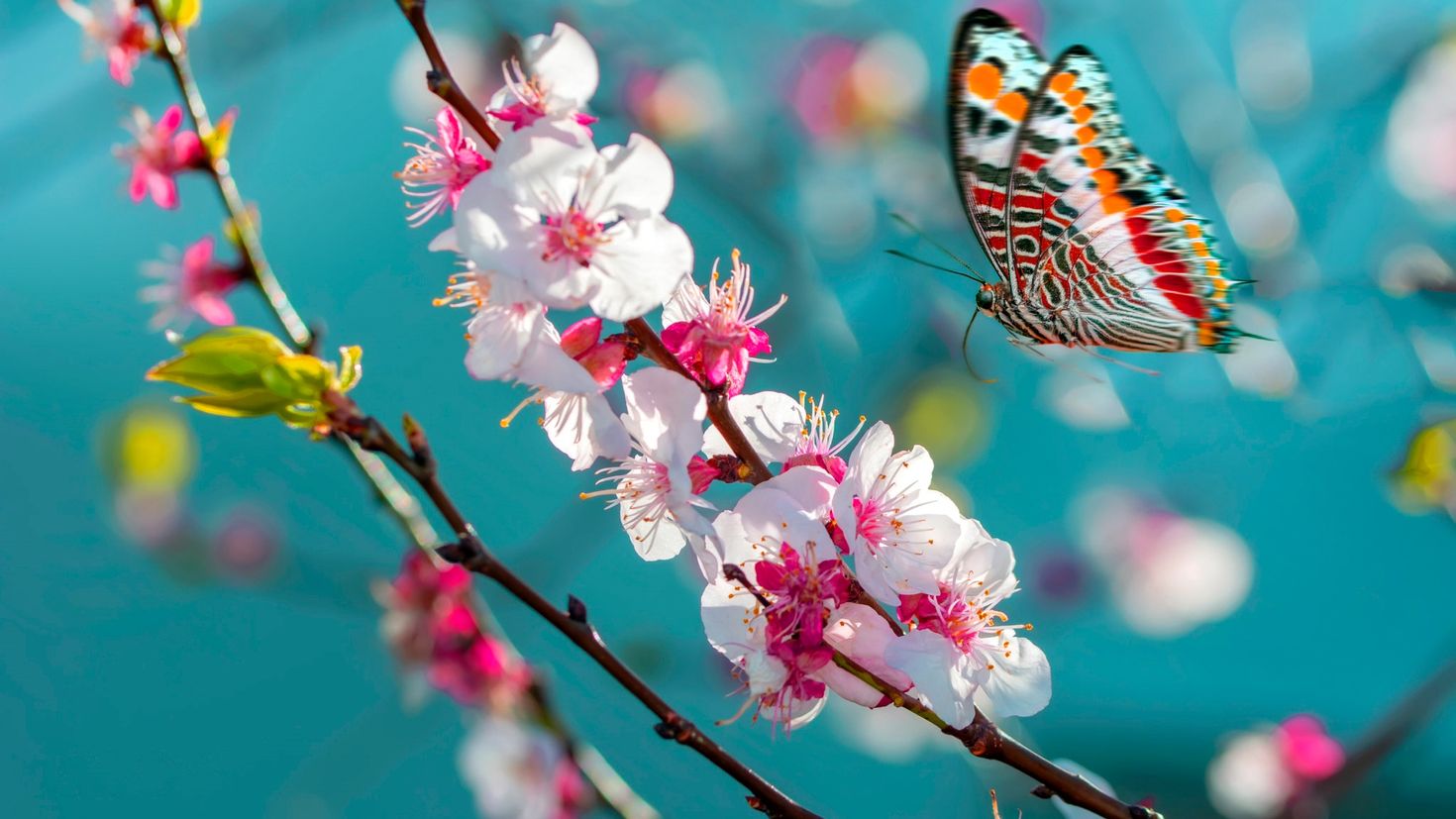 Бабочка на Сакуре