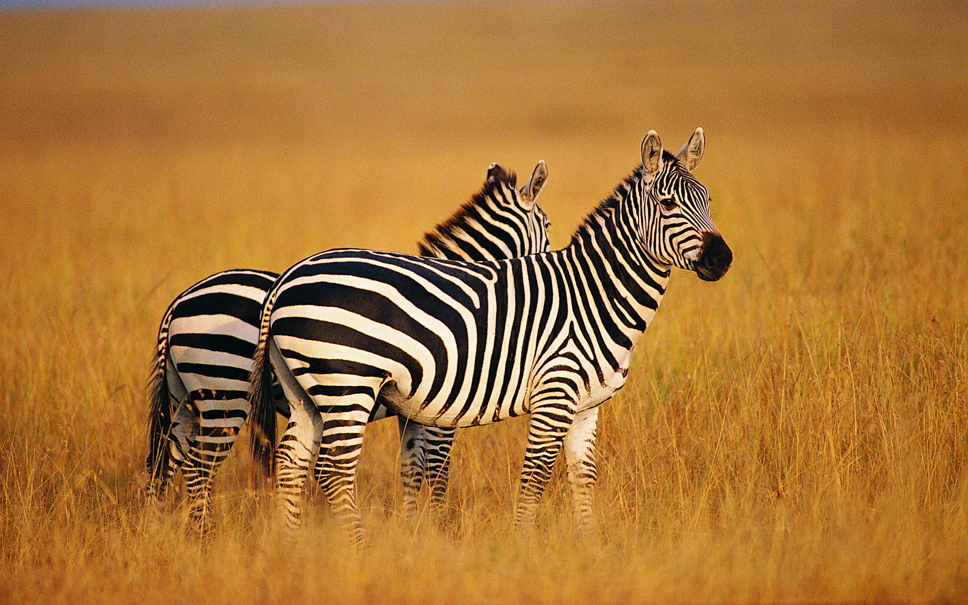 601286 baixar imagens animais, zebra - papéis de parede e protetores de tela gratuitamente