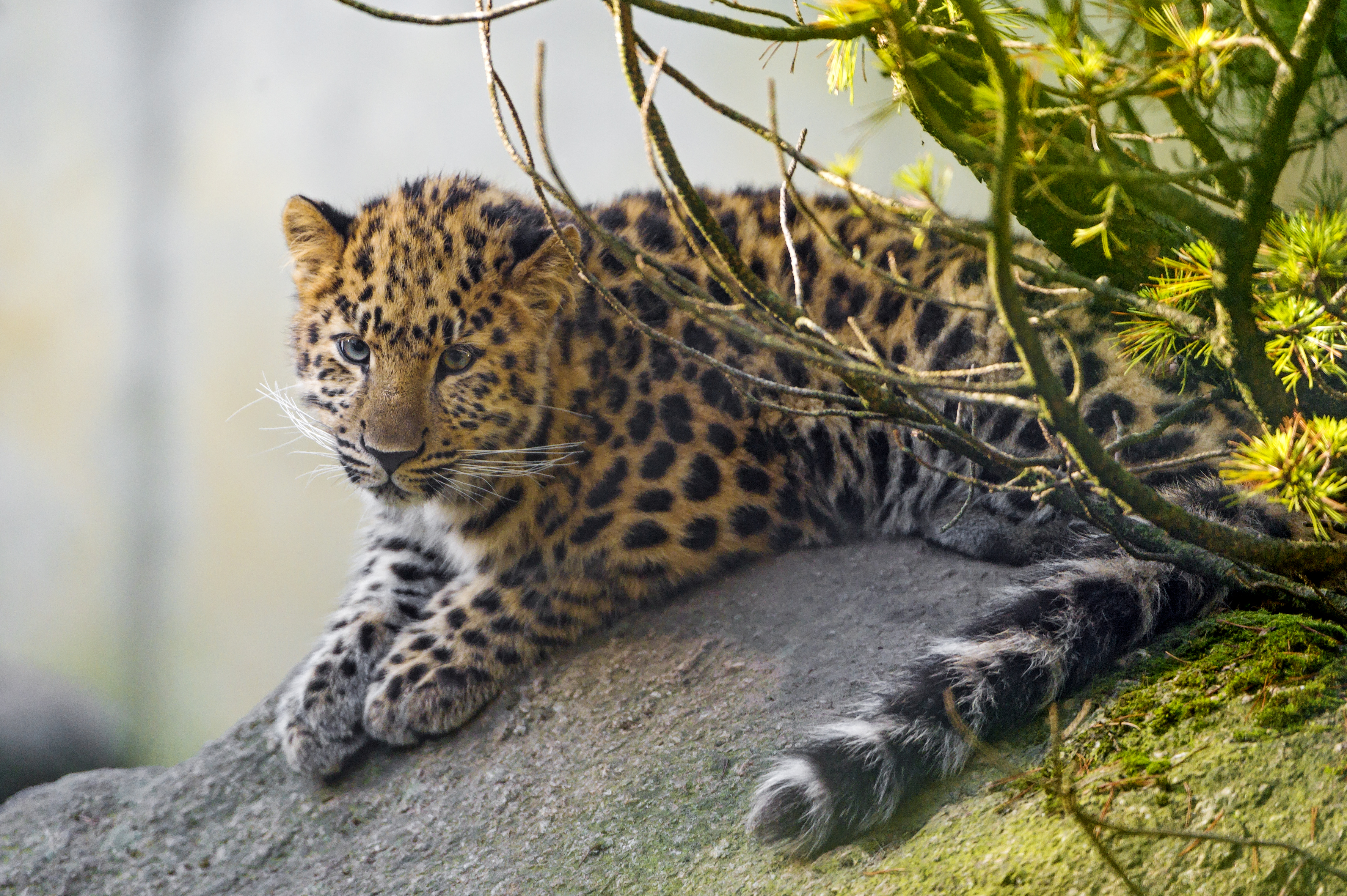 1526908 baixar papel de parede animais, leopardo, leopardo de amur, gatos - protetores de tela e imagens gratuitamente