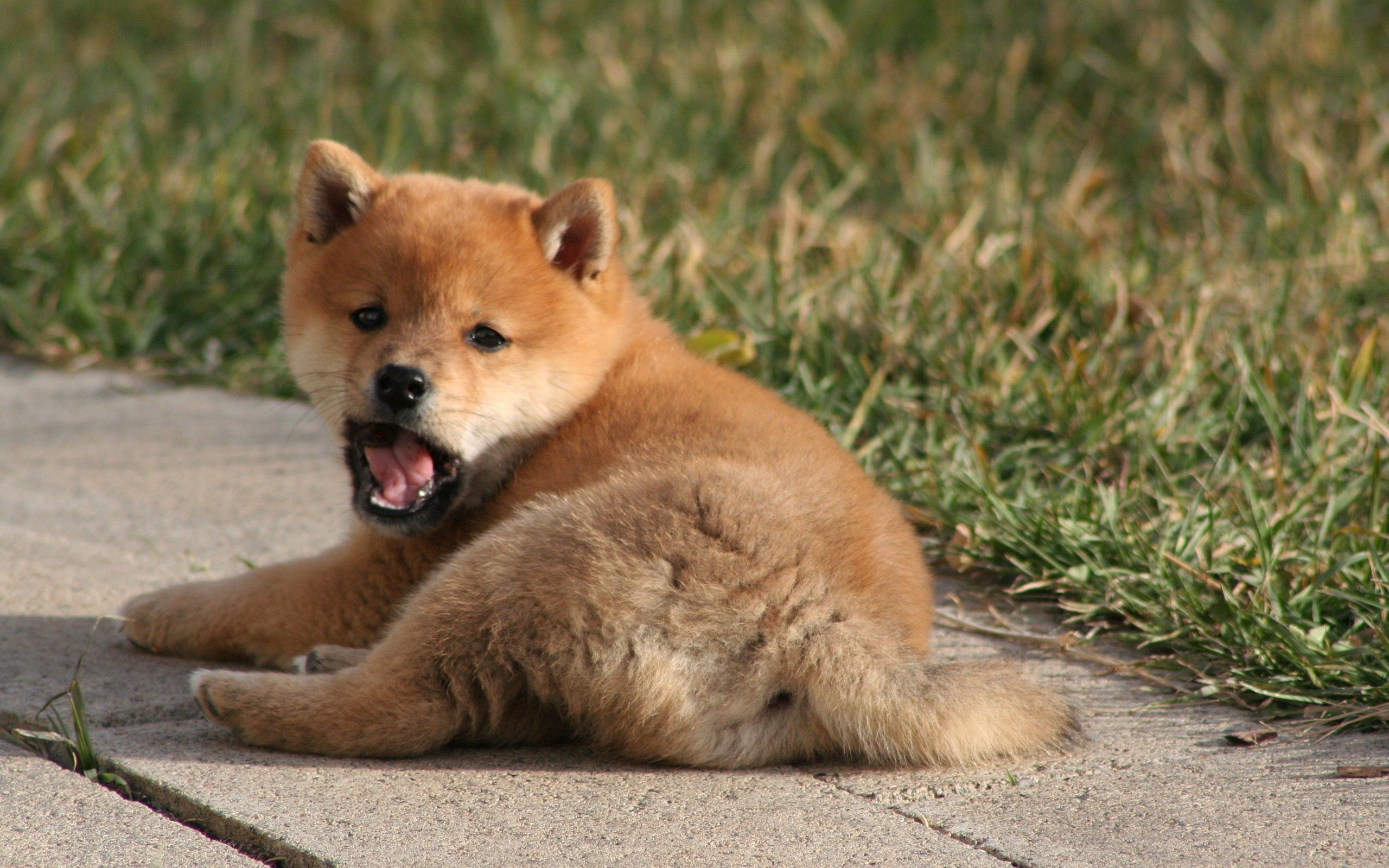Download mobile wallpaper To Yawn, Yawn, To Lie Down, Lie, Animals, Grass, Puppy for free.