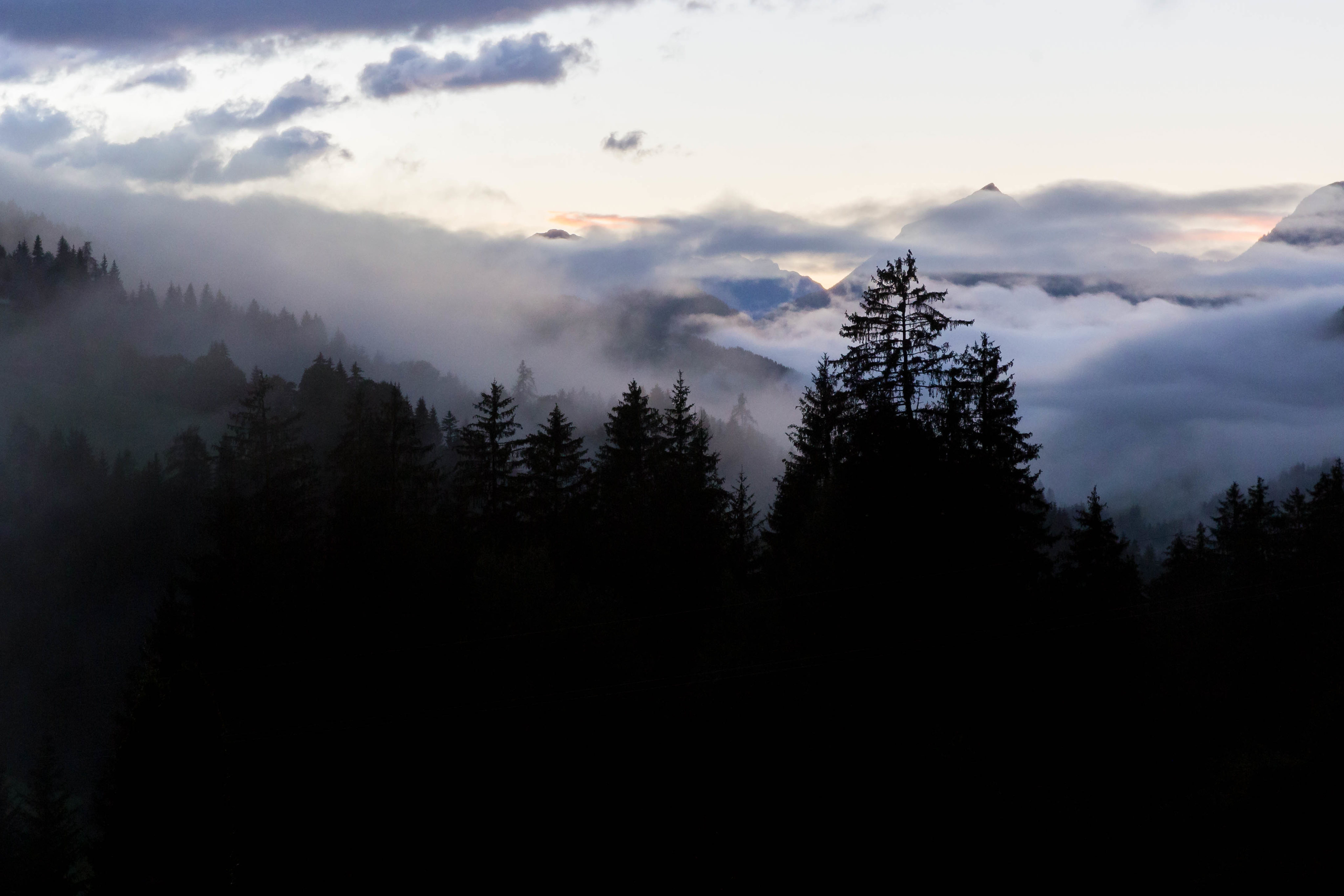 Download mobile wallpaper Fog, Spruce, Fir, Evening, Forest, Trees, Nature for free.