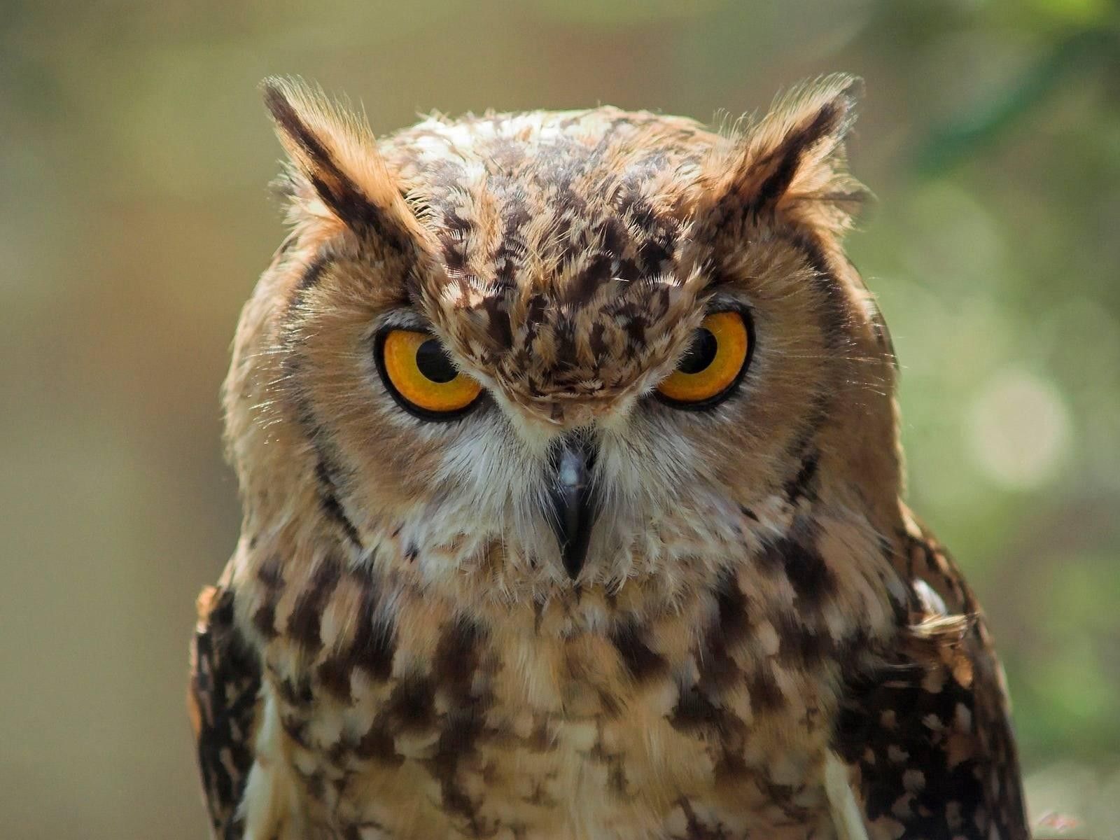 muzzle, owl, animals, predator iphone wallpaper