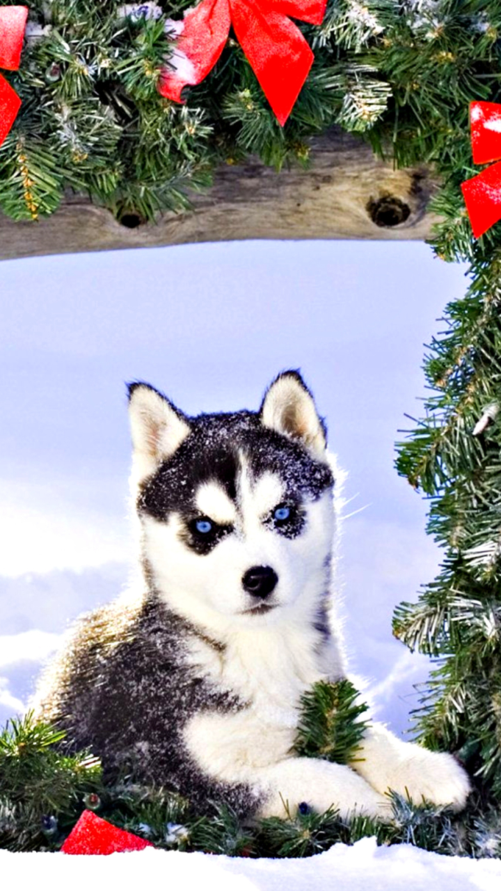 christmas husky puppies wallpaper