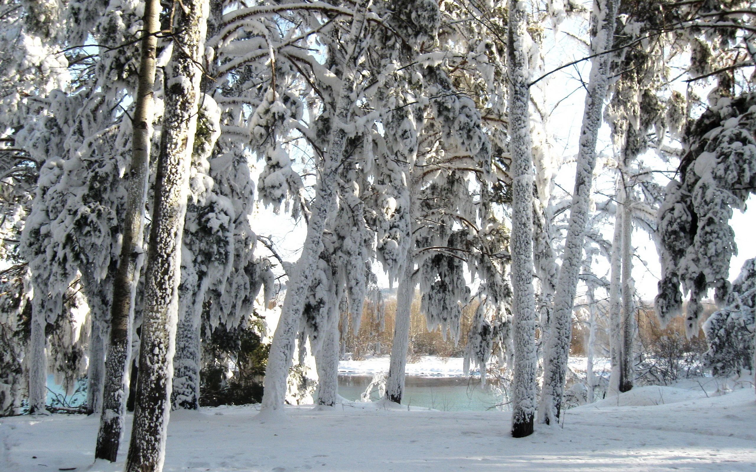 winter, nature, trees, snow Full HD
