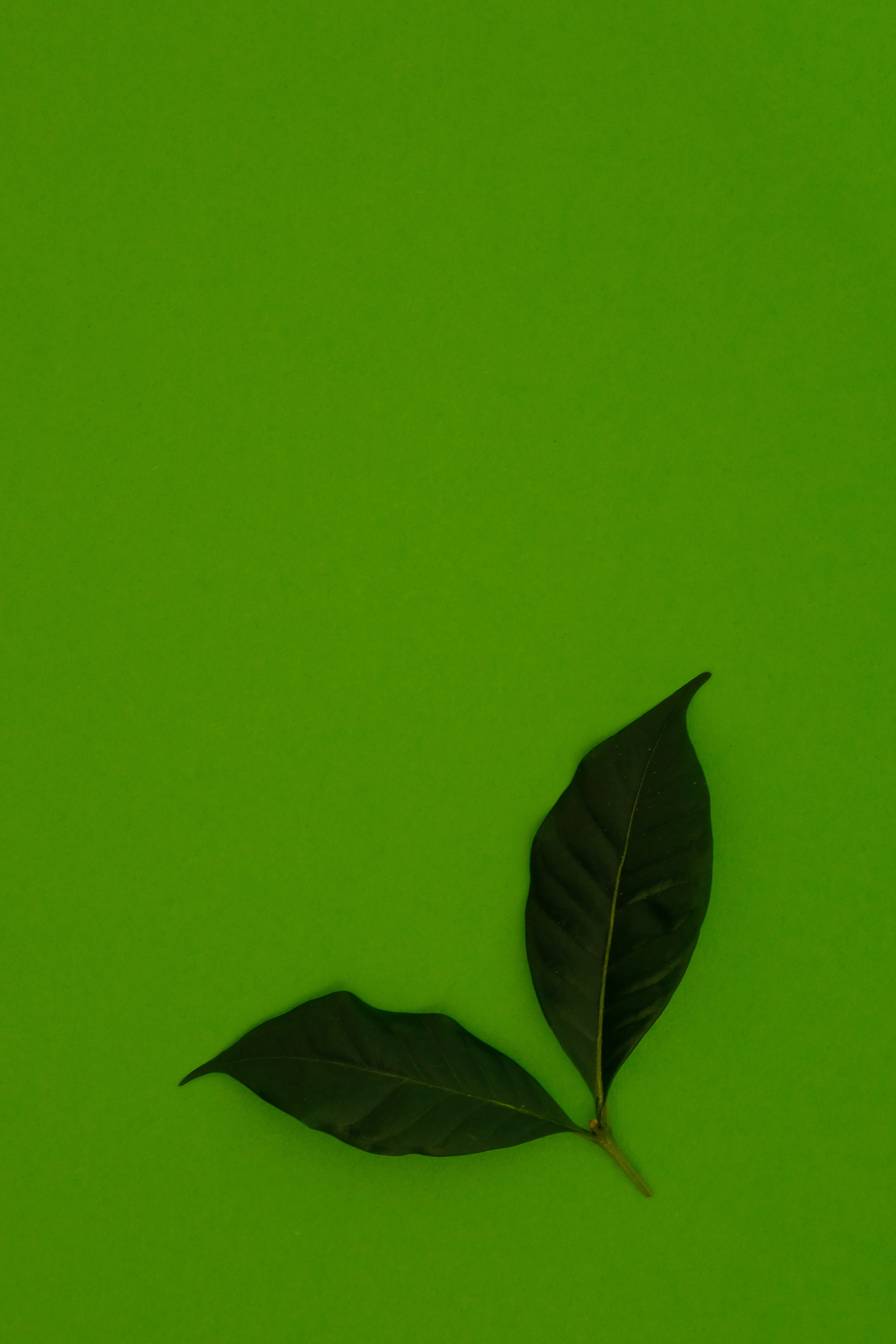 Download mobile wallpaper Miscellanea, Background, Miscellaneous, Leaves for free.
