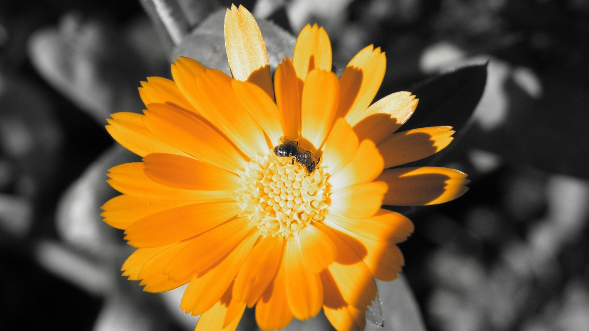 flowers, insects, bees, yellow