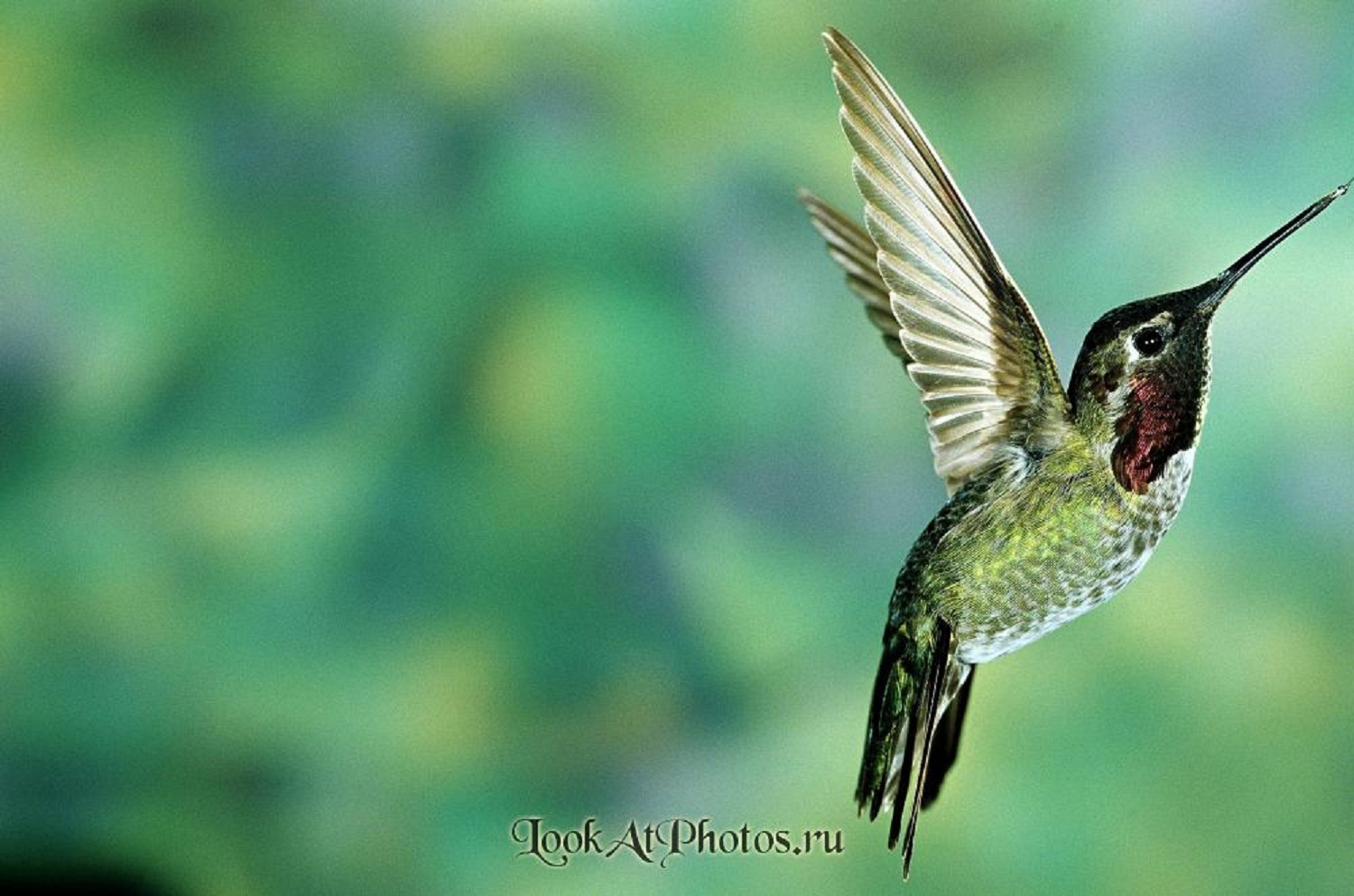 17834 Hintergrundbild herunterladen kolibris, tiere, vögel, grün - Bildschirmschoner und Bilder kostenlos