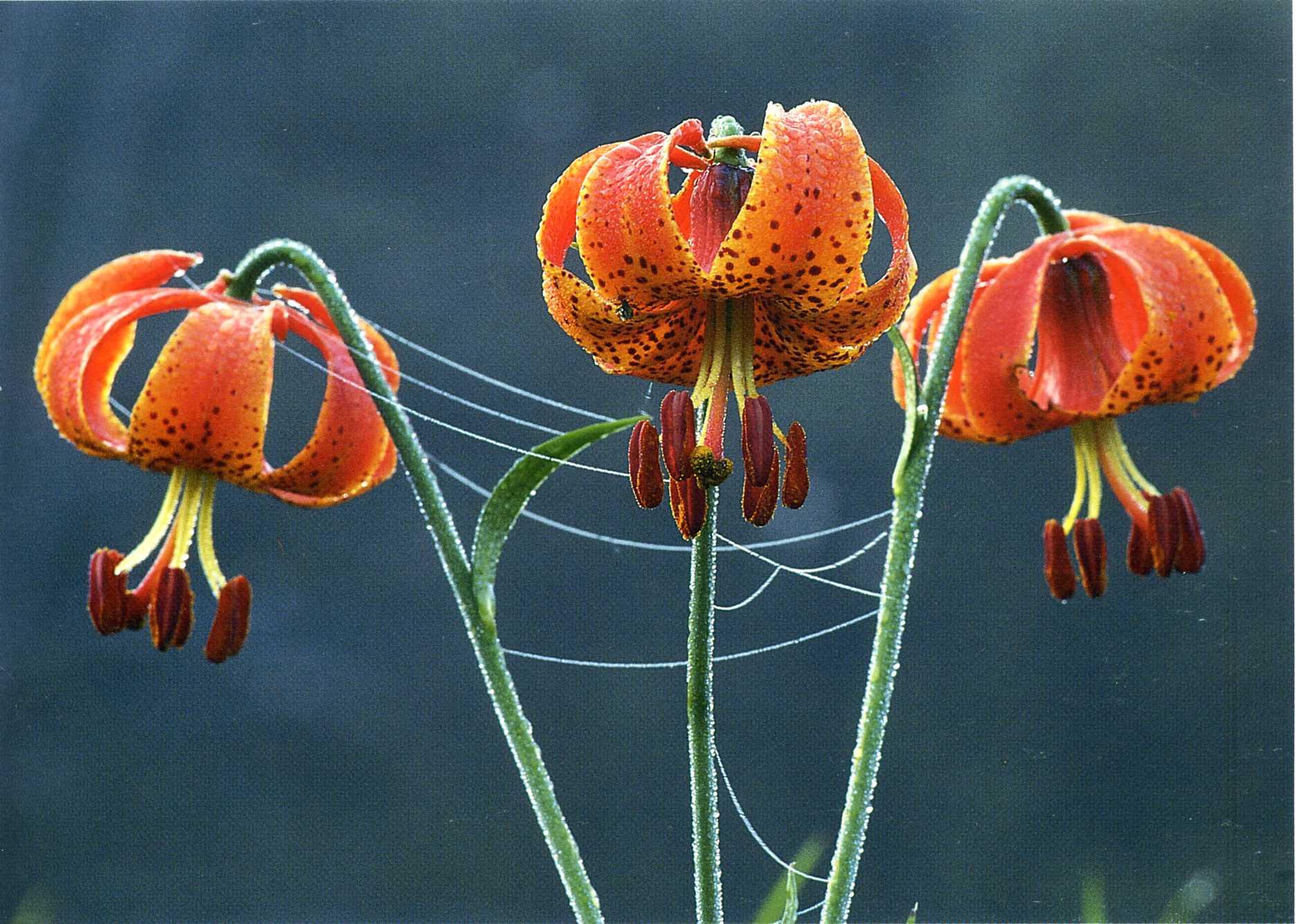 flower, flowers, earth, lily, dew, tiger lily wallpaper for mobile