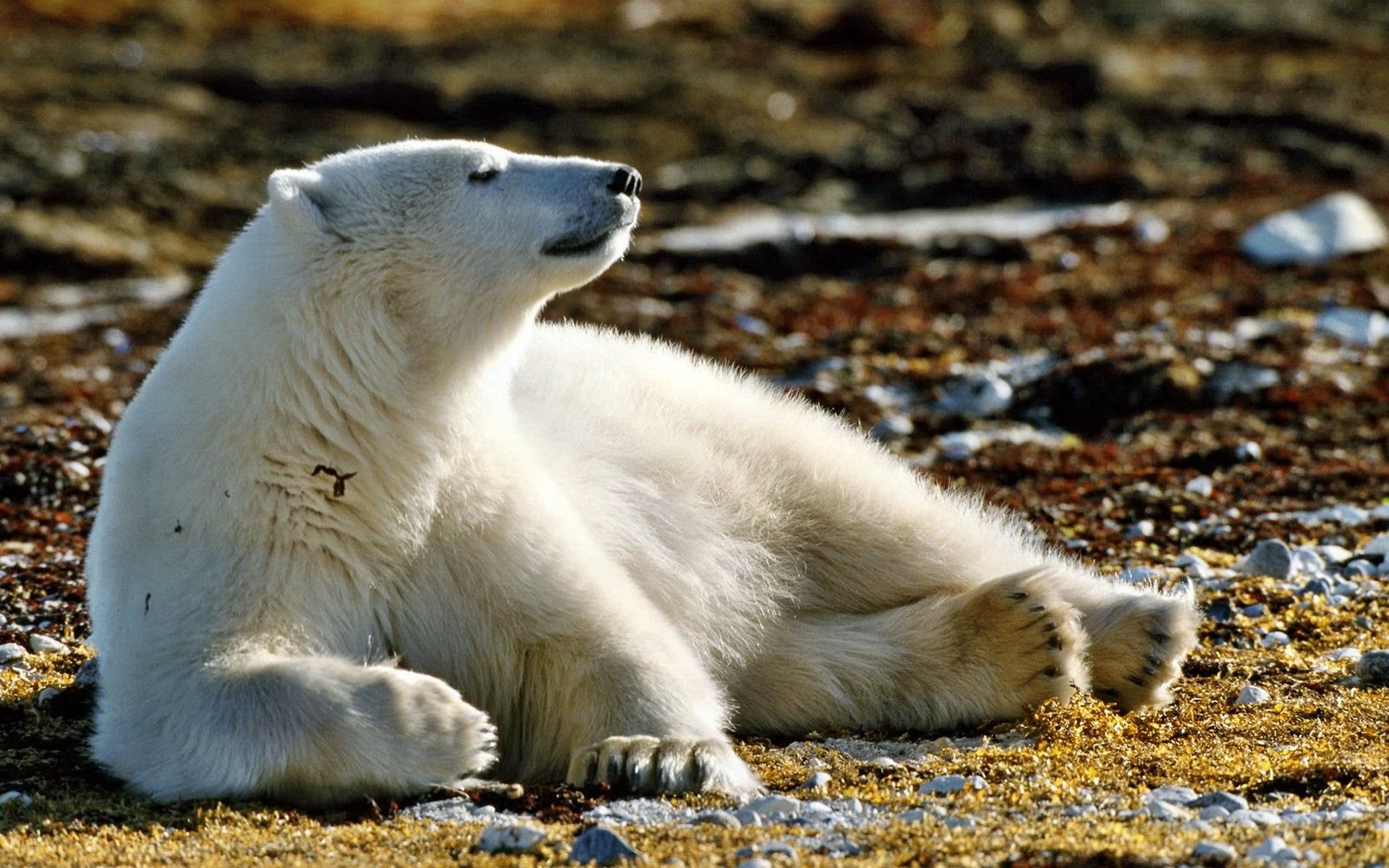156508画像をダウンロード動物, 草, 葉, 雪, くま, 熊, 散歩, 木の葉, ホッキョクグマ, 北極熊-壁紙とスクリーンセーバーを無料で