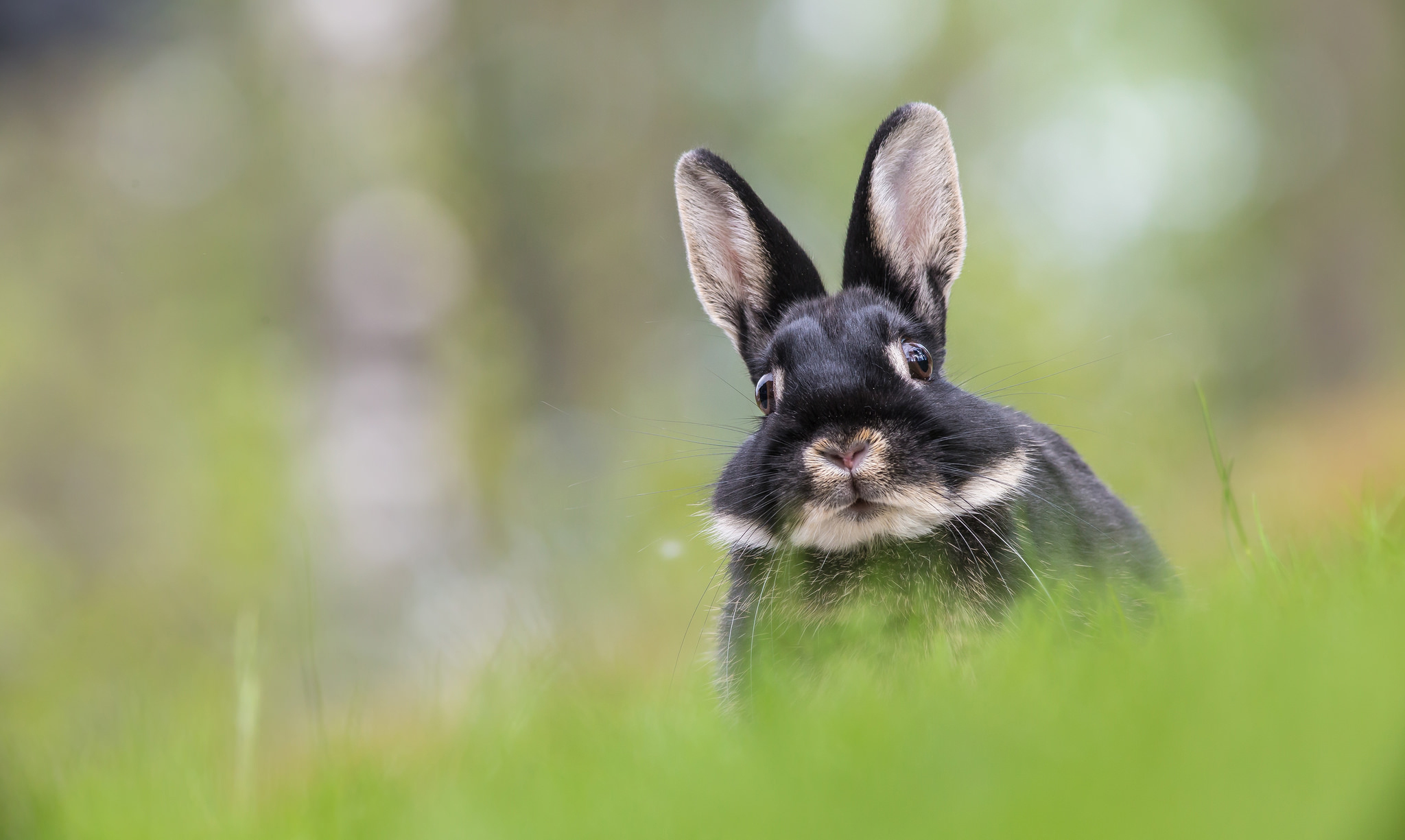 Хопи зайка. Черный водяной кролик. Морда зайца. Красивый заяц. Смешной заяц.