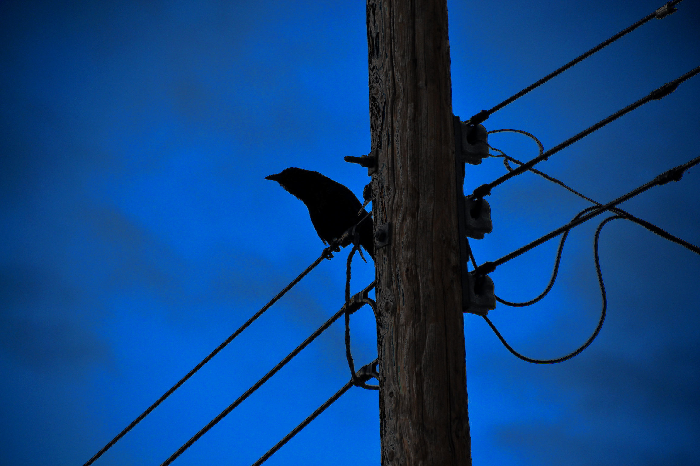 Mobile wallpaper animal, crow, blue, wire