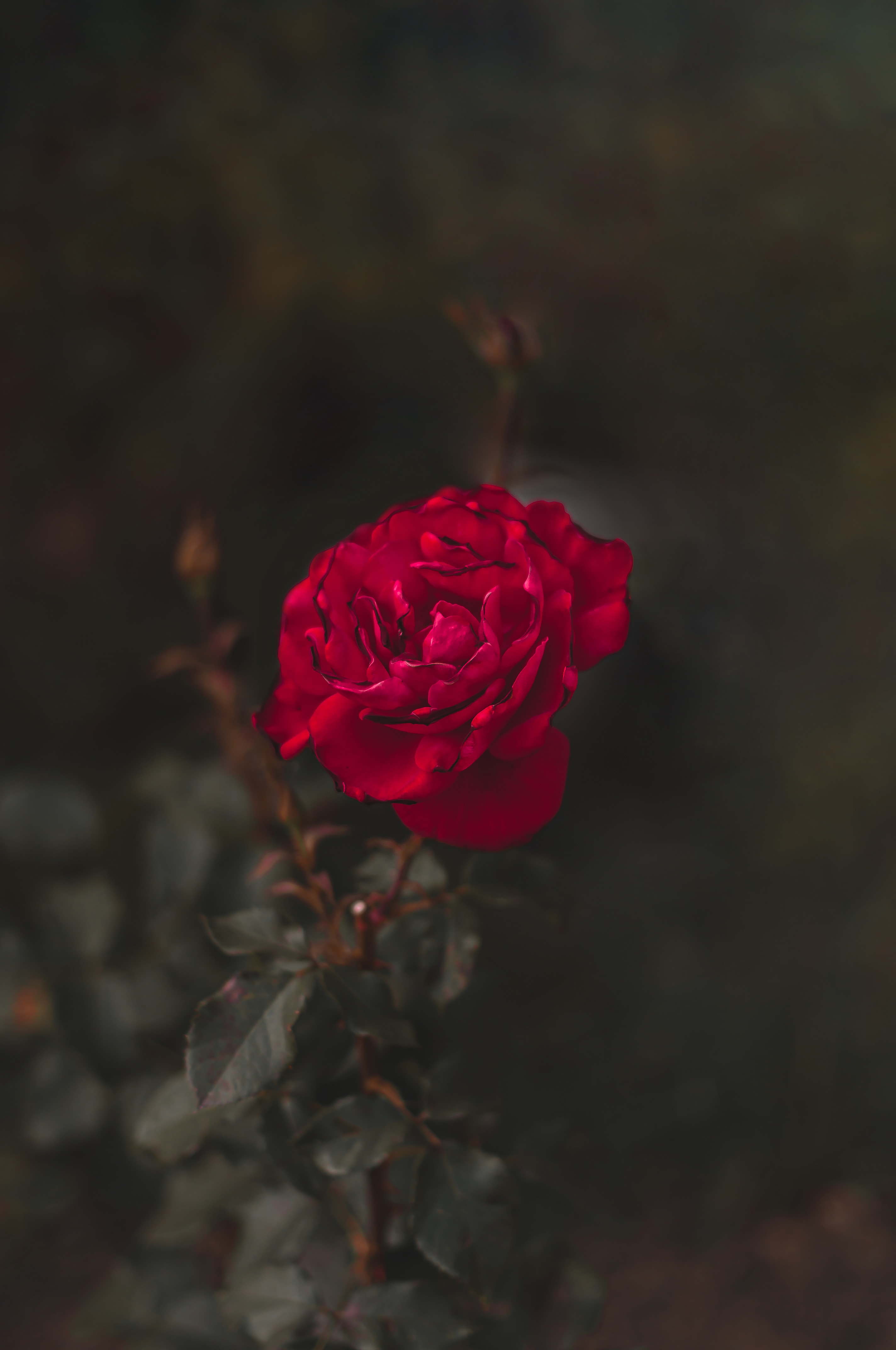rose, rose flower, macro, red, flower, close up