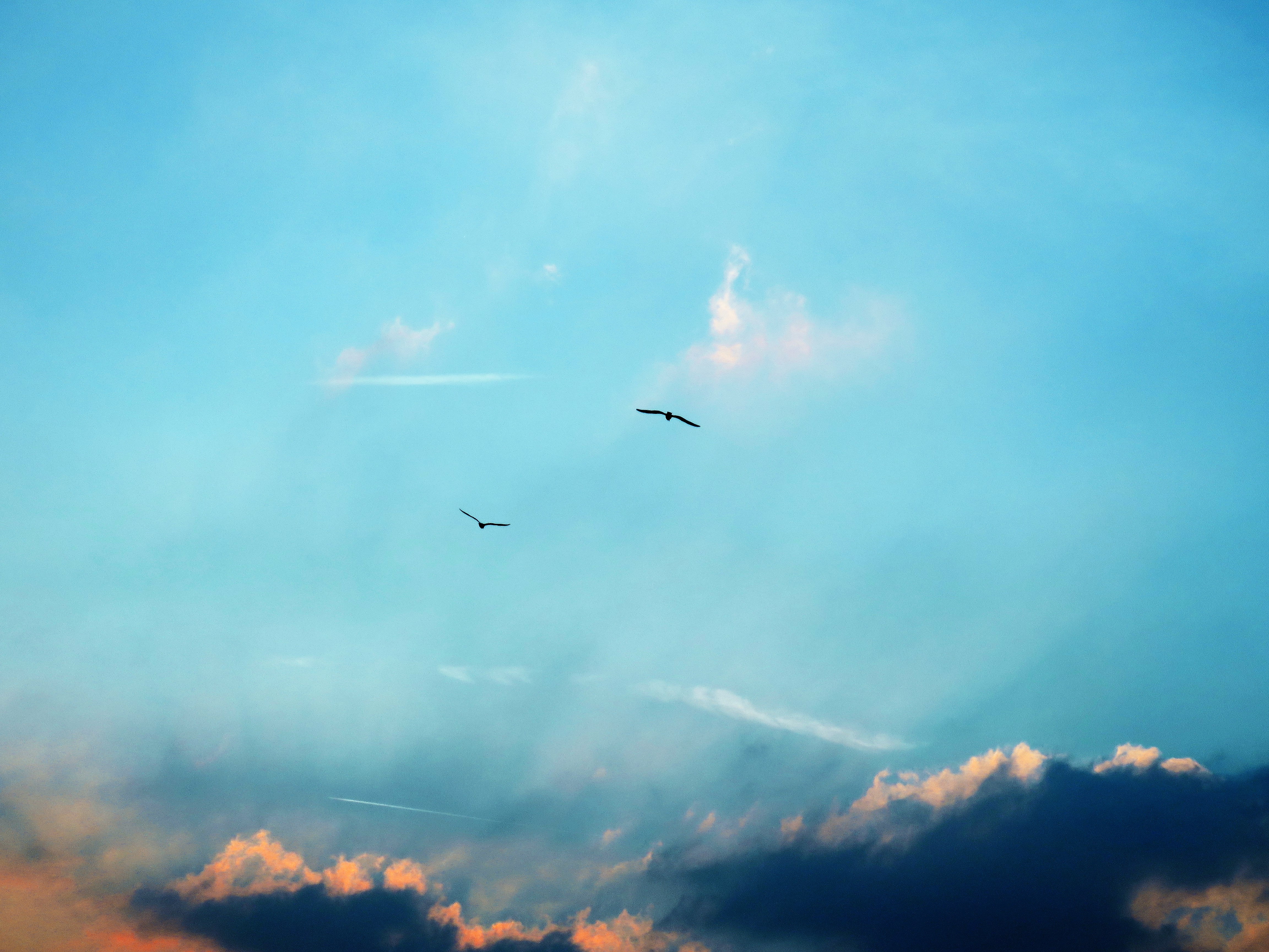 119608 Hintergrundbild herunterladen vögel, natur, sky, clouds, silhouetten, flug - Bildschirmschoner und Bilder kostenlos