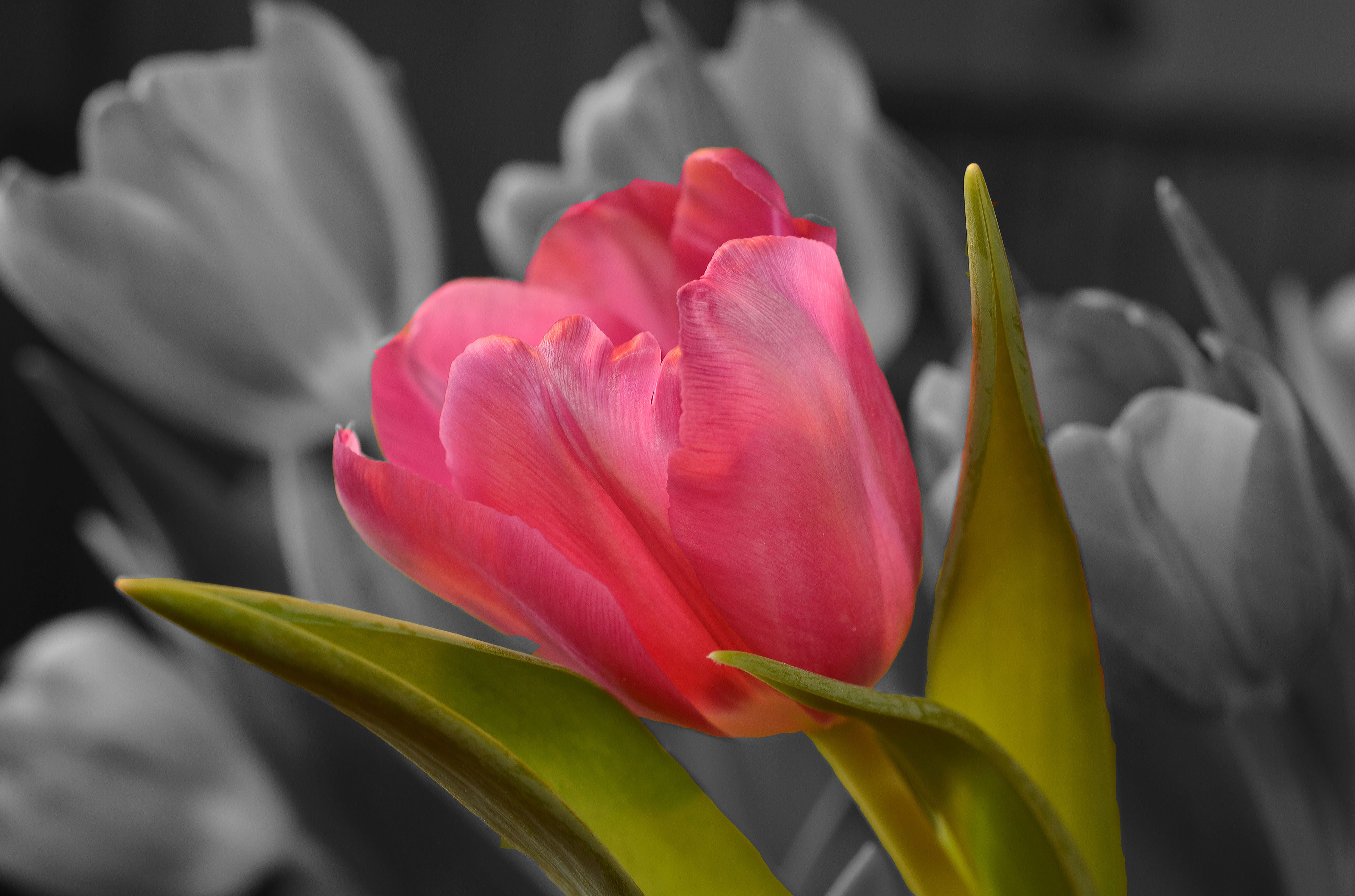 petals, flowers, bud, tulip for Windows
