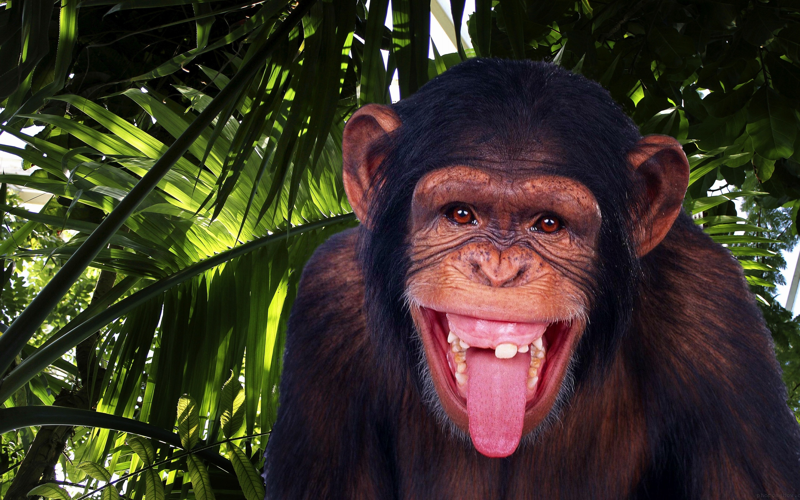 293226 télécharger l'image singes, animaux, chimpanzé - fonds d'écran et économiseurs d'écran gratuits