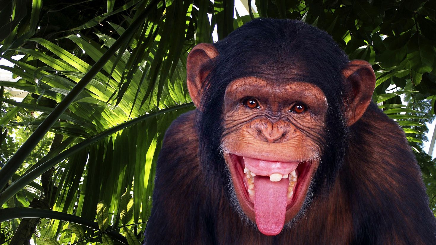 Язык на телефон прикольные. Обезьяна. Смешные обезьянки. Беззубая обезьяна. Обезьяна шимпанзе.