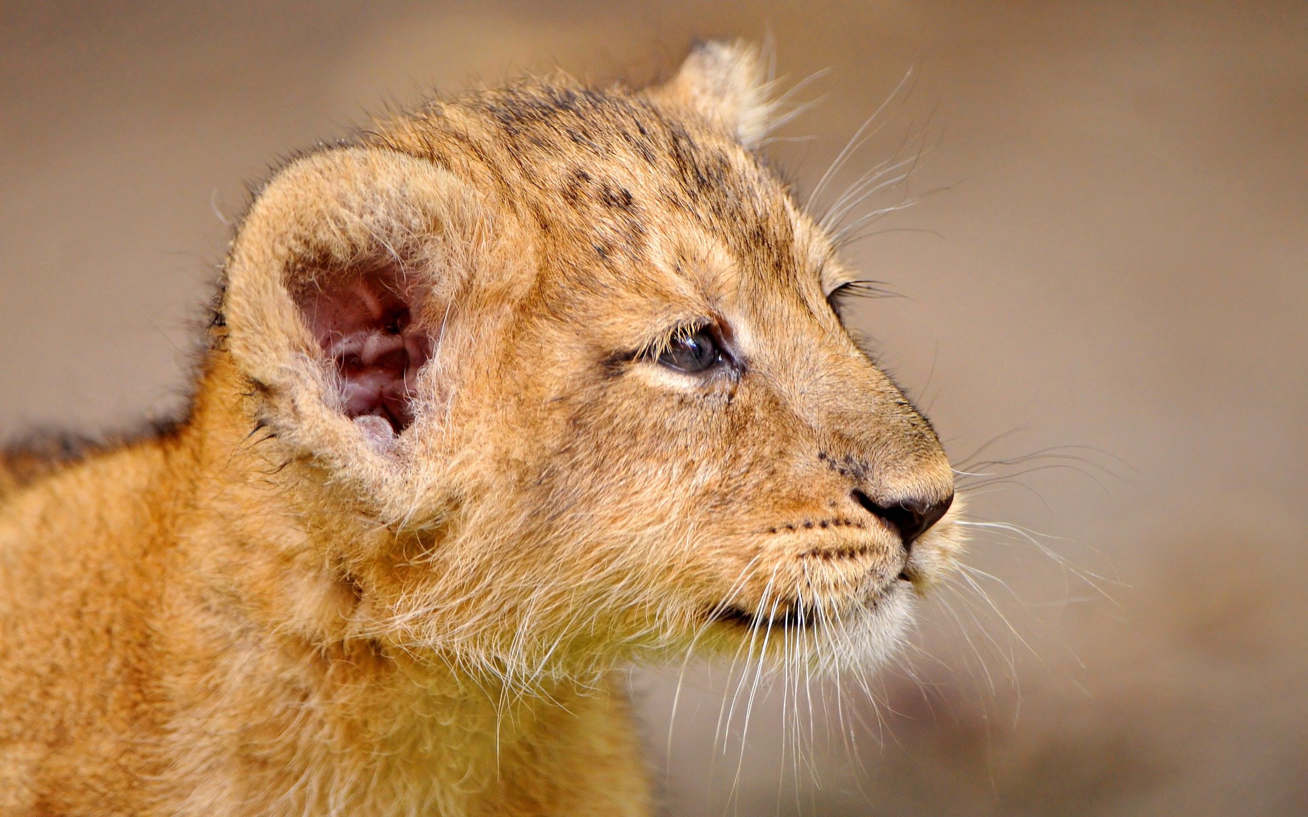 wallpapers animals, young, muzzle, lion, joey, kind, lion cub