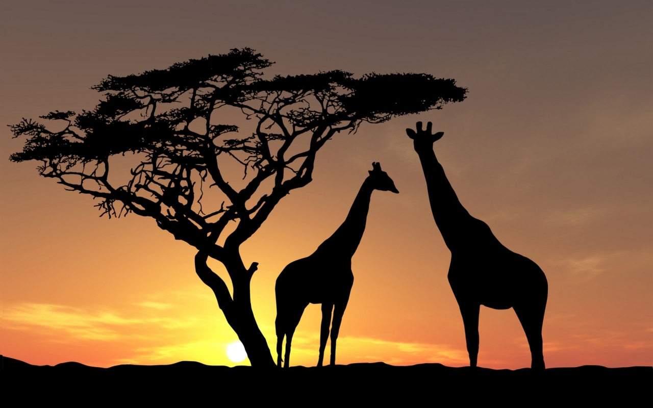 34882 Hintergrundbild herunterladen giraffen, tiere, orange - Bildschirmschoner und Bilder kostenlos