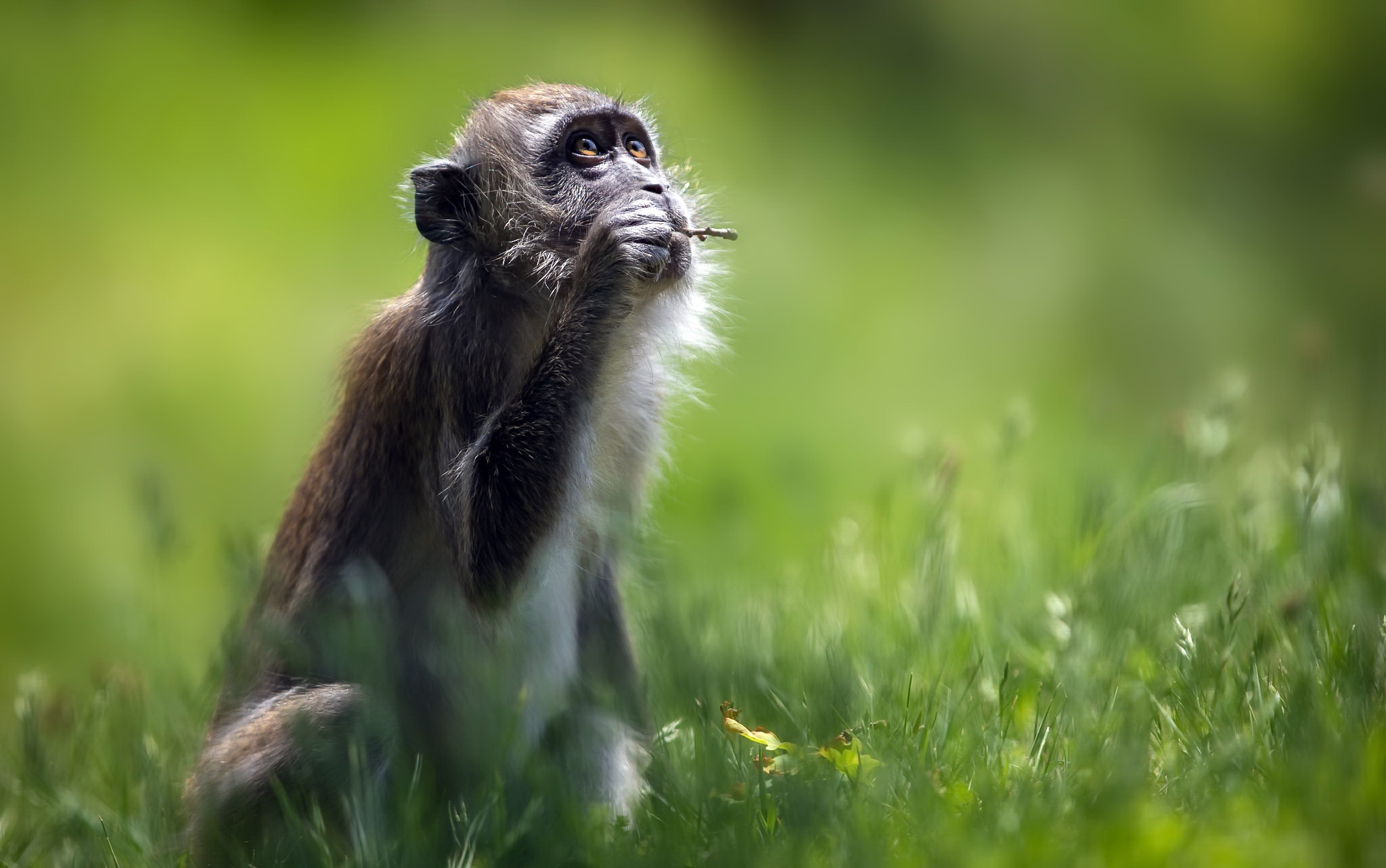 animal, macaque, monkey, primate HD wallpaper