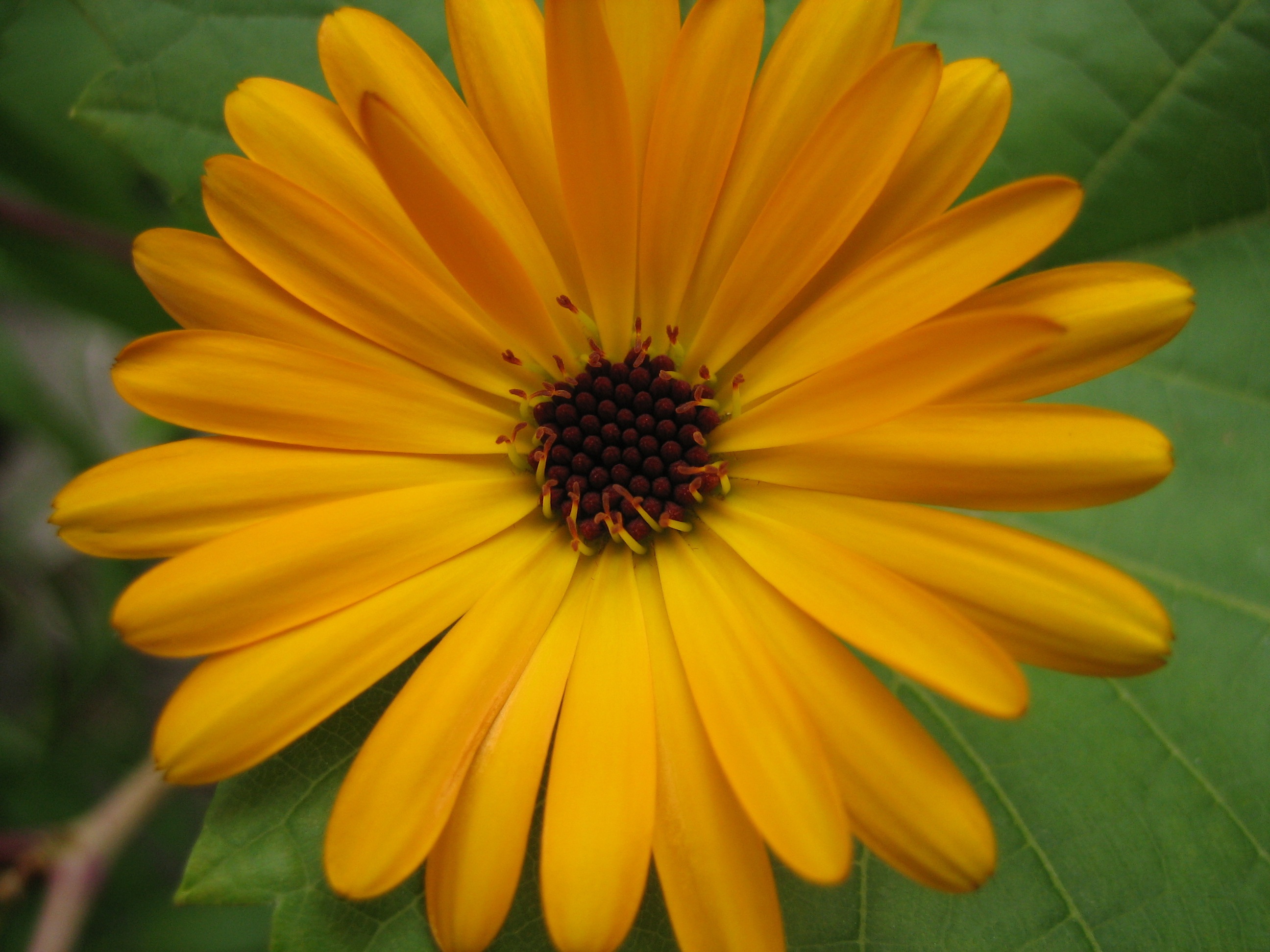124949 descargar imagen flores, amarillo, flor, pétalos: fondos de pantalla y protectores de pantalla gratis
